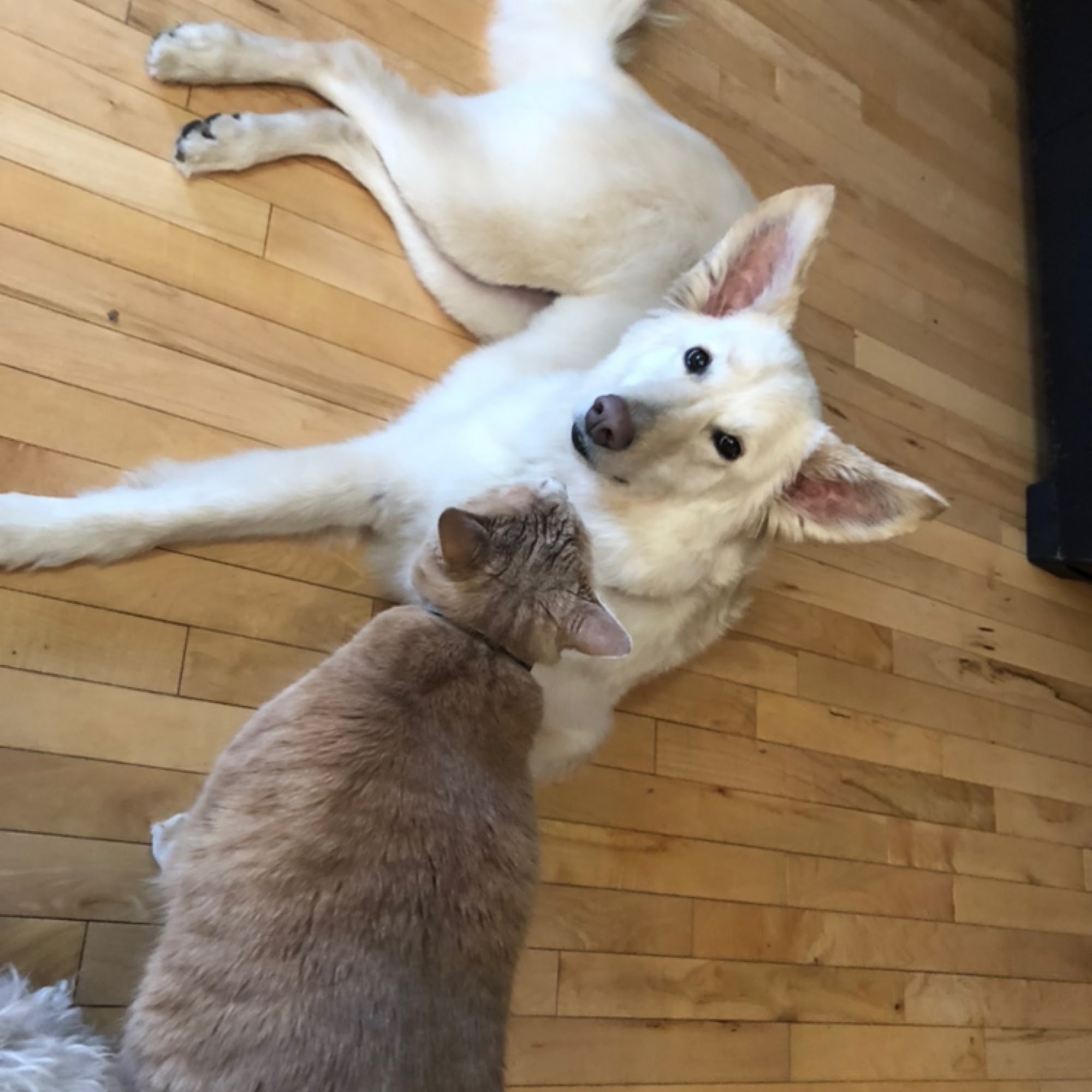 Cardinal Grooming Salon Chestermere