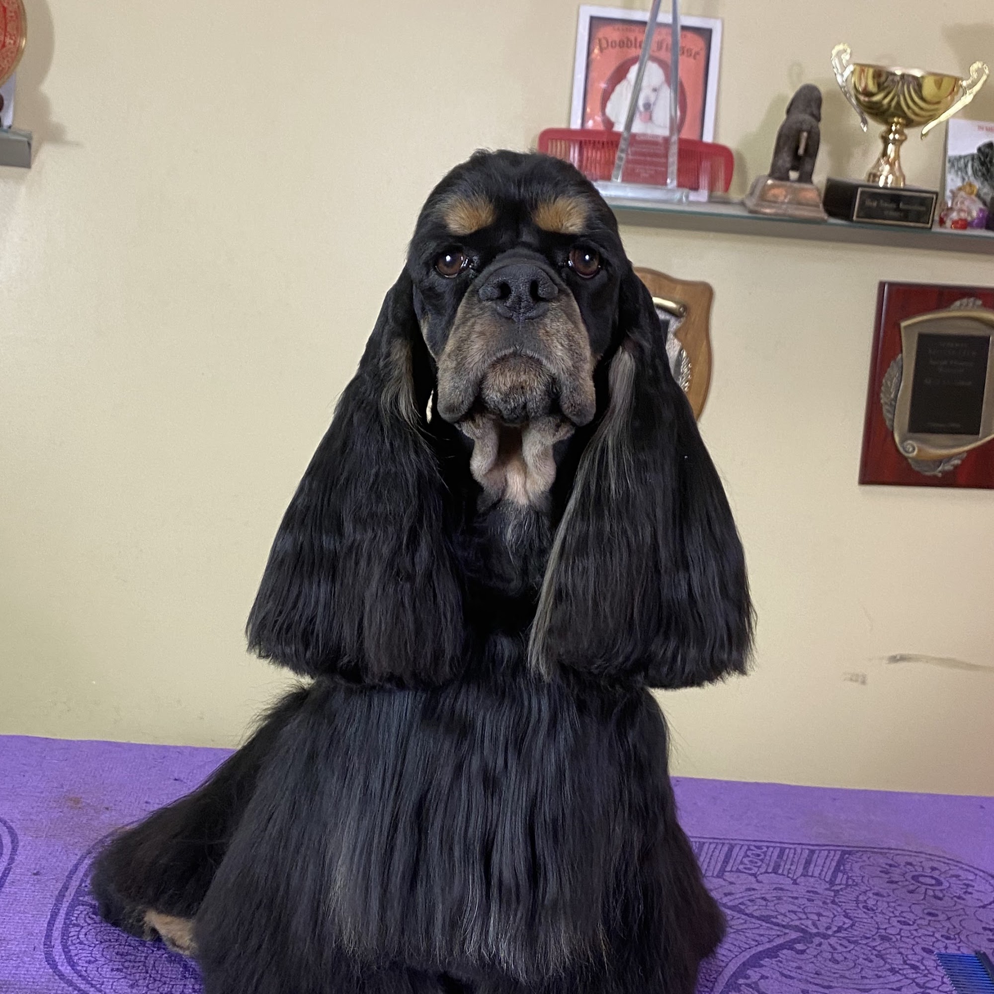 Wags to Whiskers and Global Groomers TV Chestermere