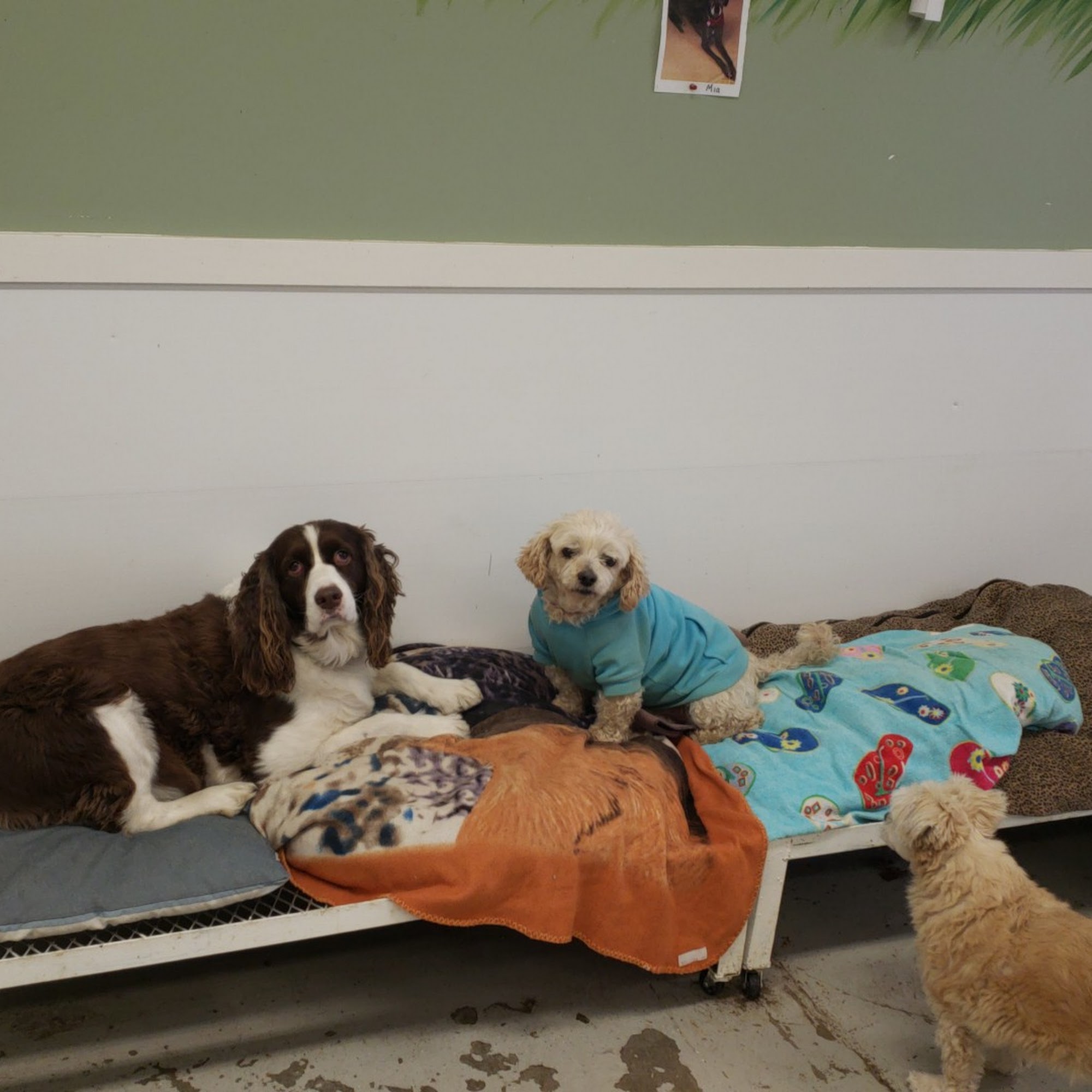 Pampered Pets Claresholm