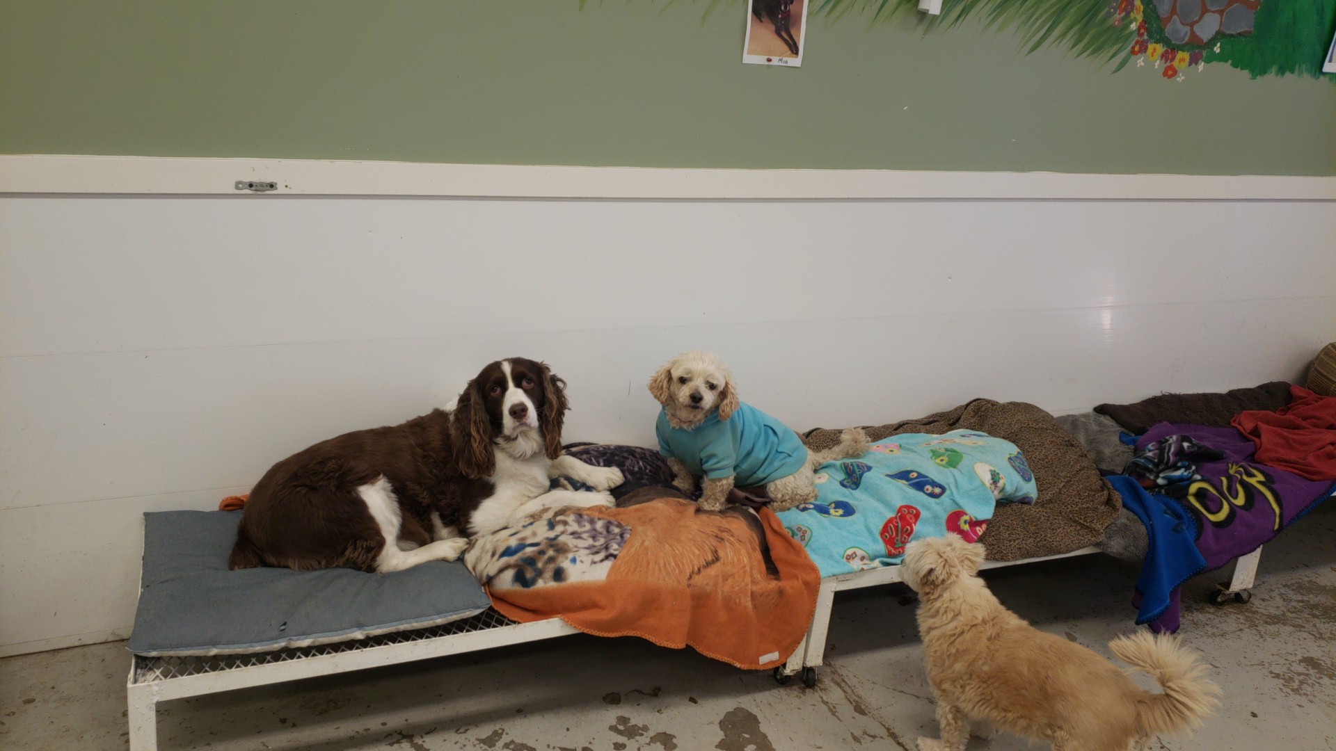 Pampered Pets Claresholm