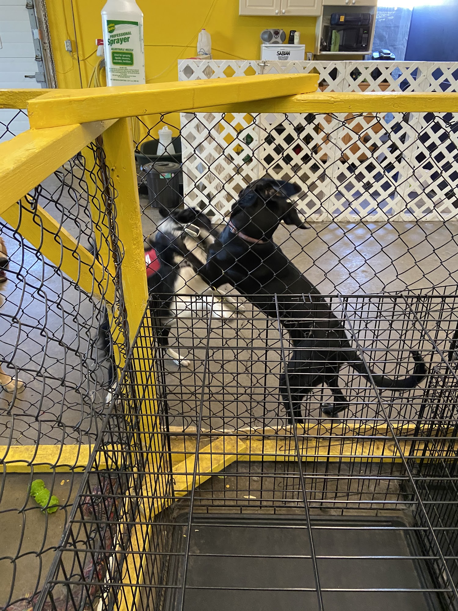 Dogfather's Pawsitive Times Pet Services Ltd. Cochrane