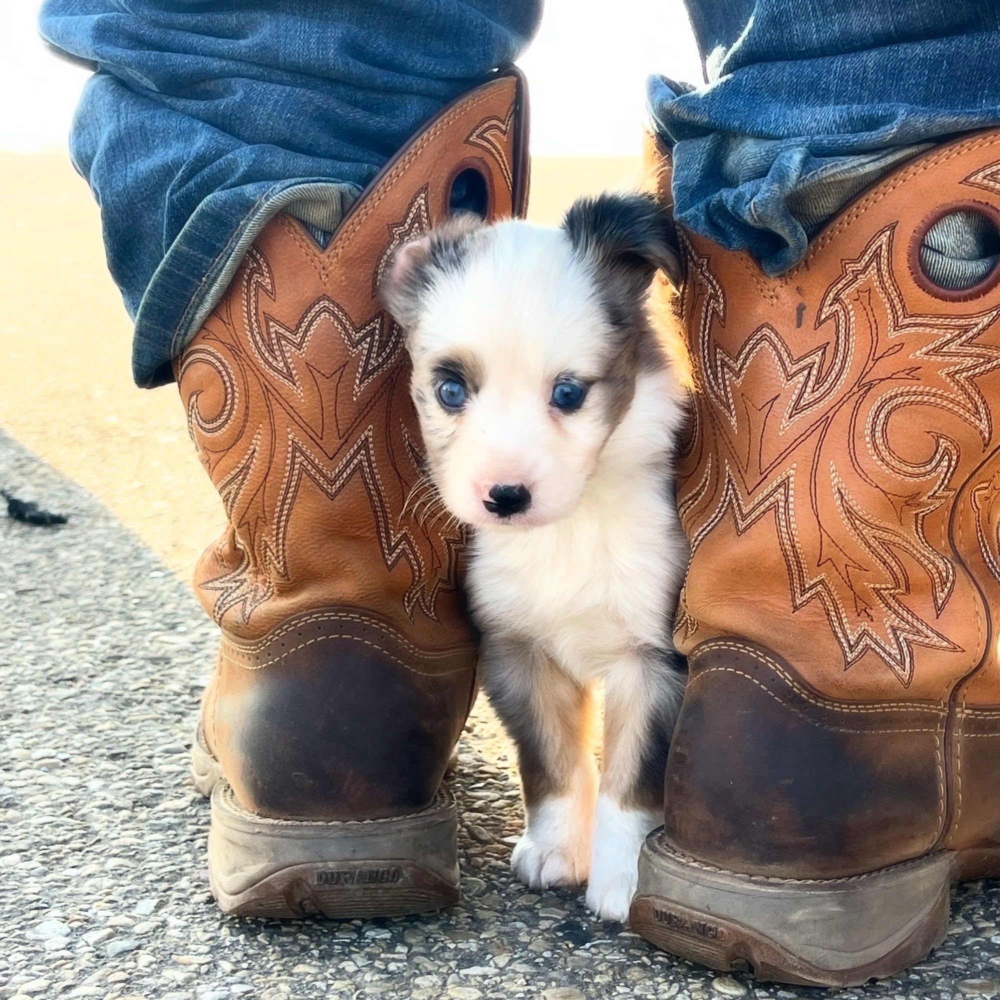 M J Veterinary Services