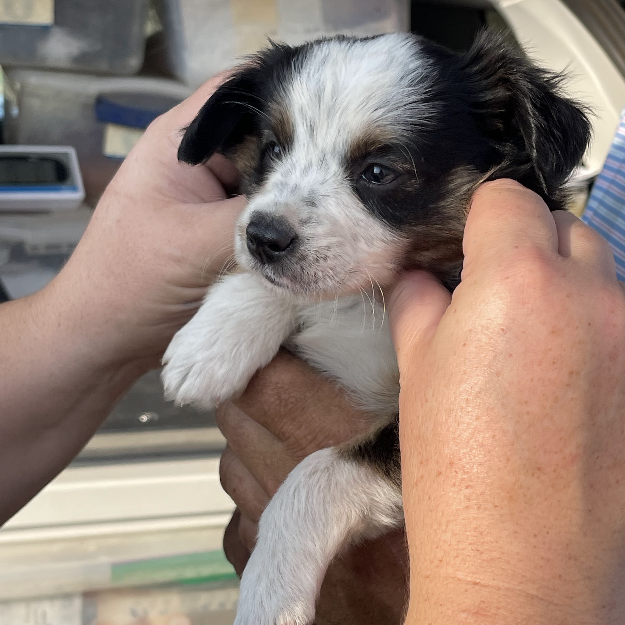 M J Veterinary Services Coronation