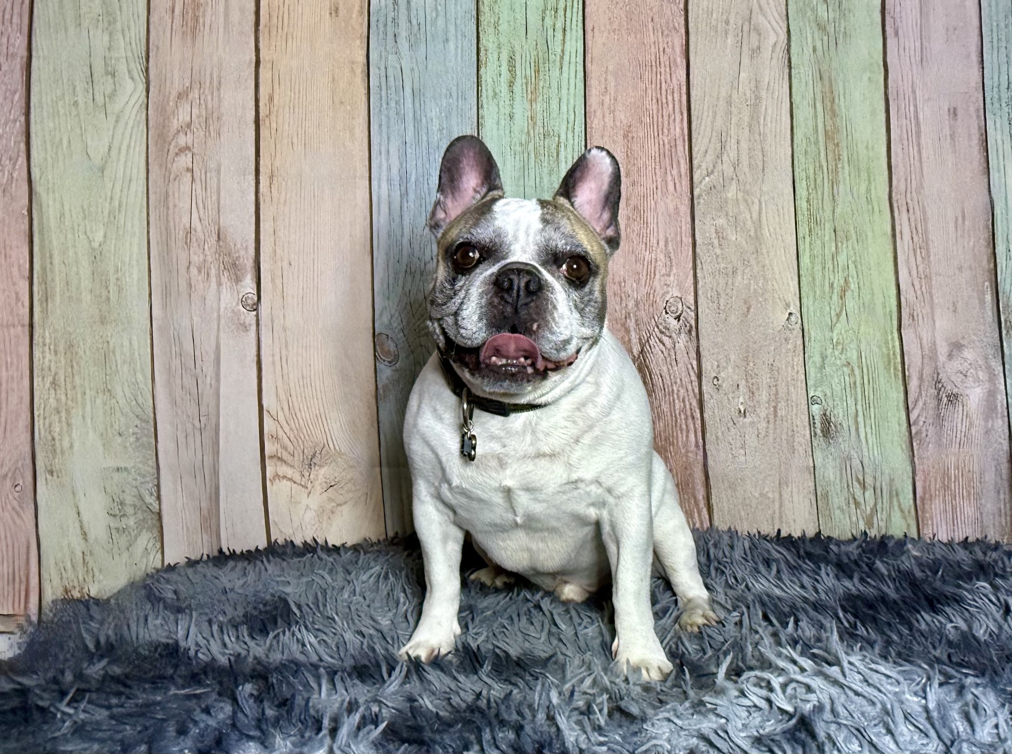 Just Chew It Pet Parlor Drayton Valley