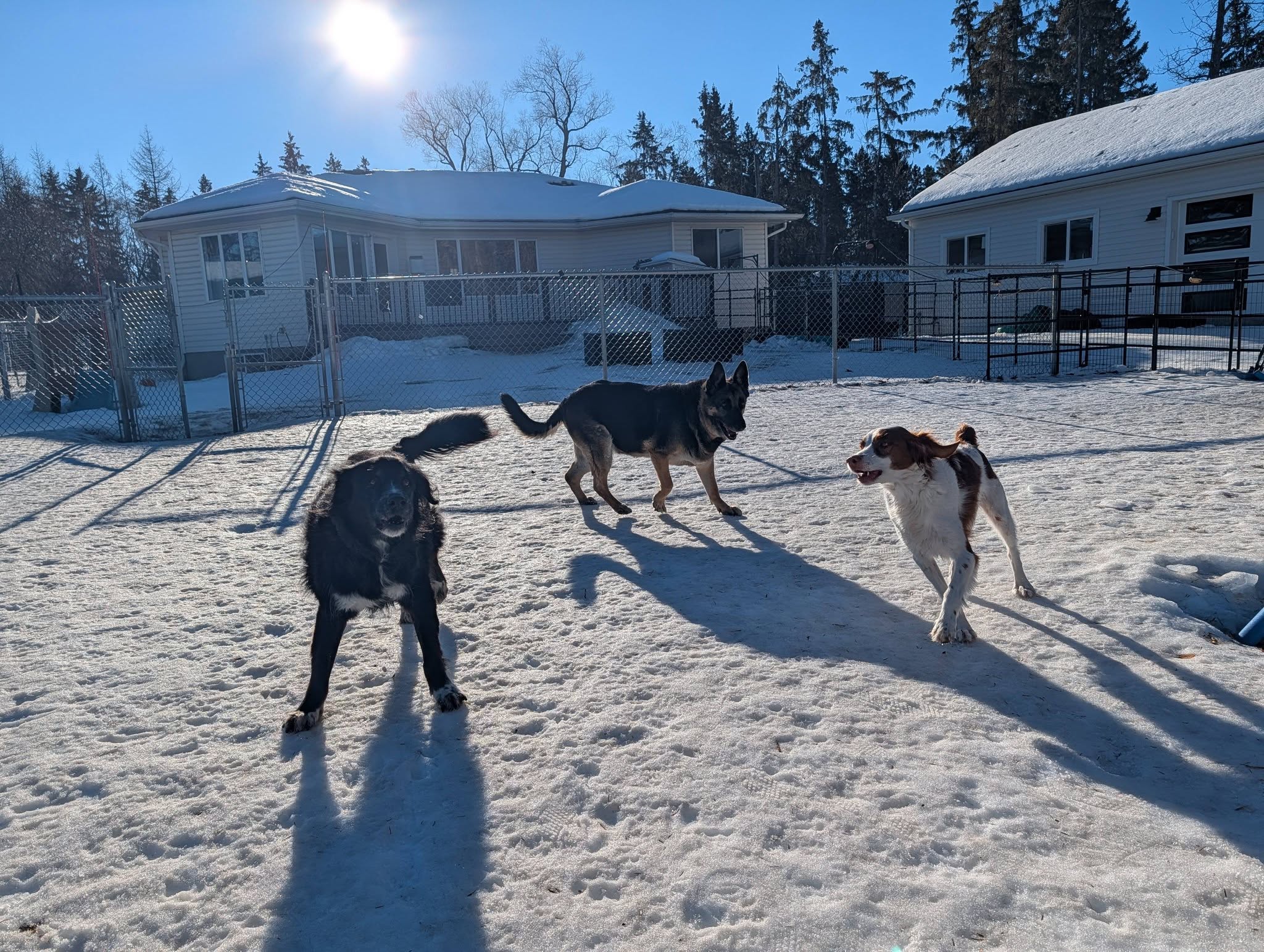 The Second Pup Edmonton