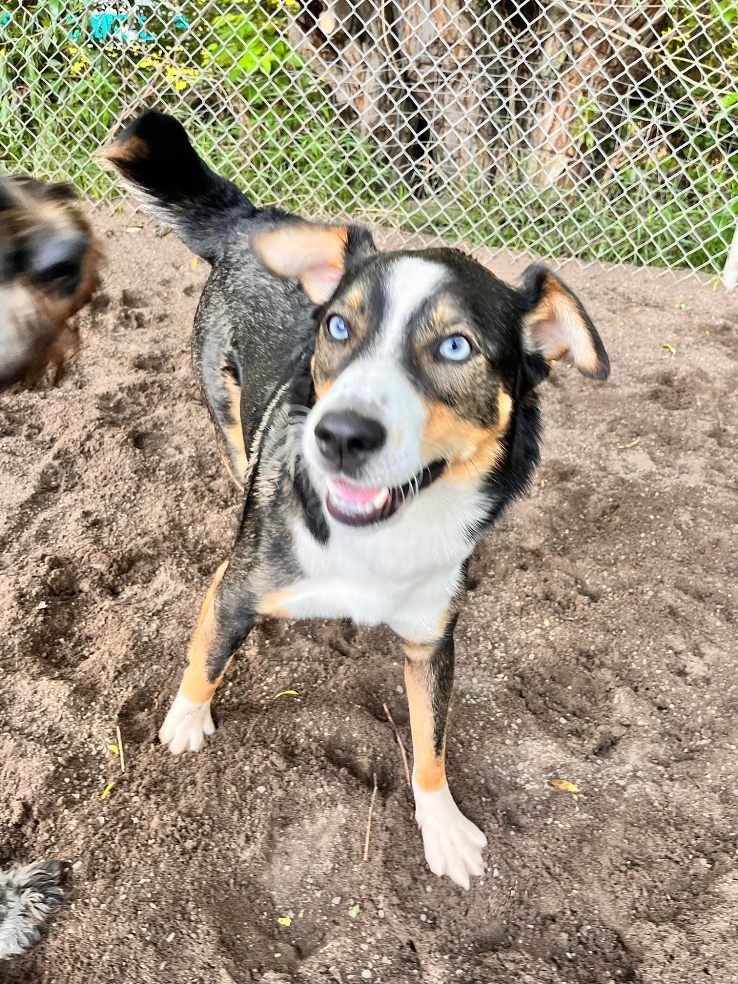 The Second Pup Edmonton