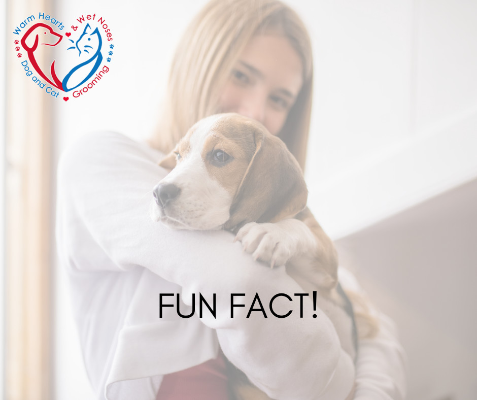 Warm Hearts & Wet Noses Edmonton