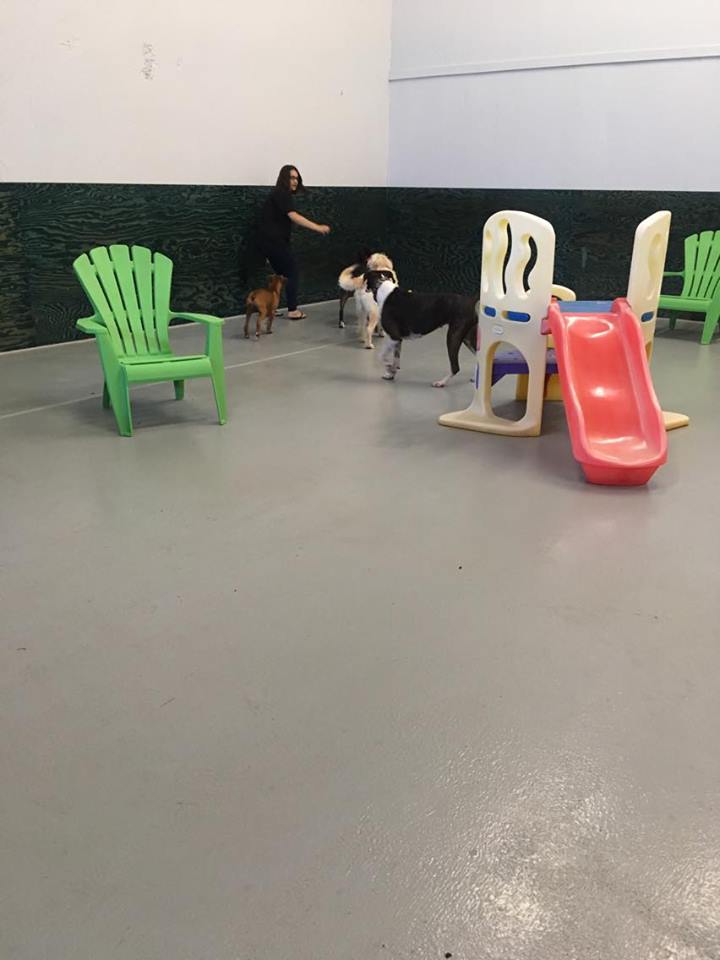 Canine Kingdom Edmonton