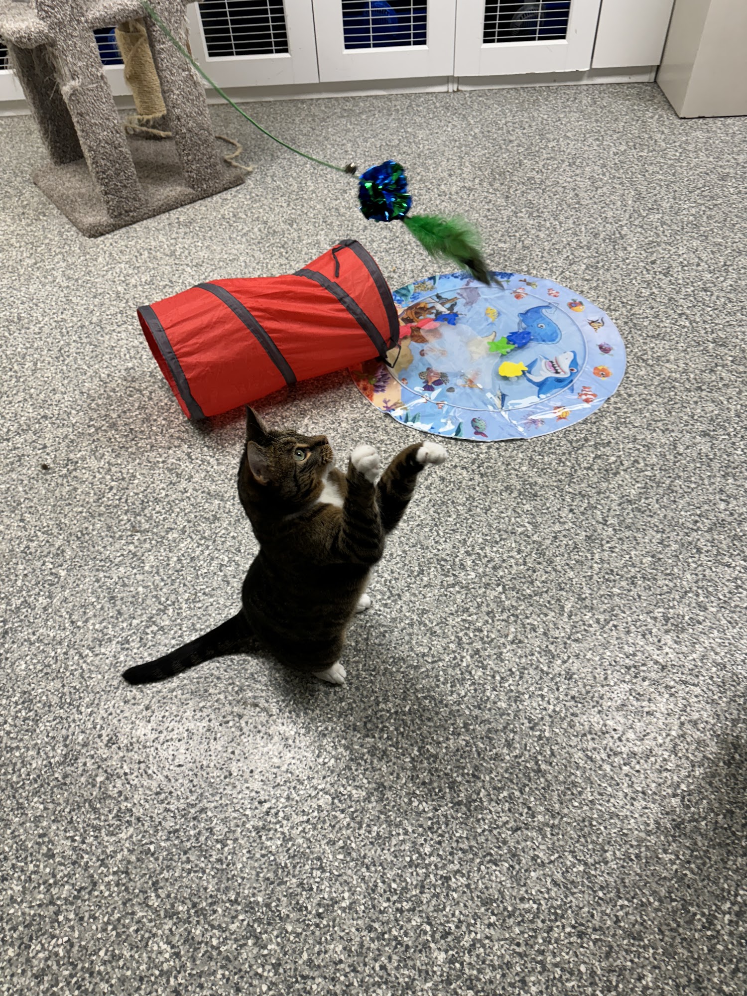 Sublime Cat N' Canine Ltd. Edmonton