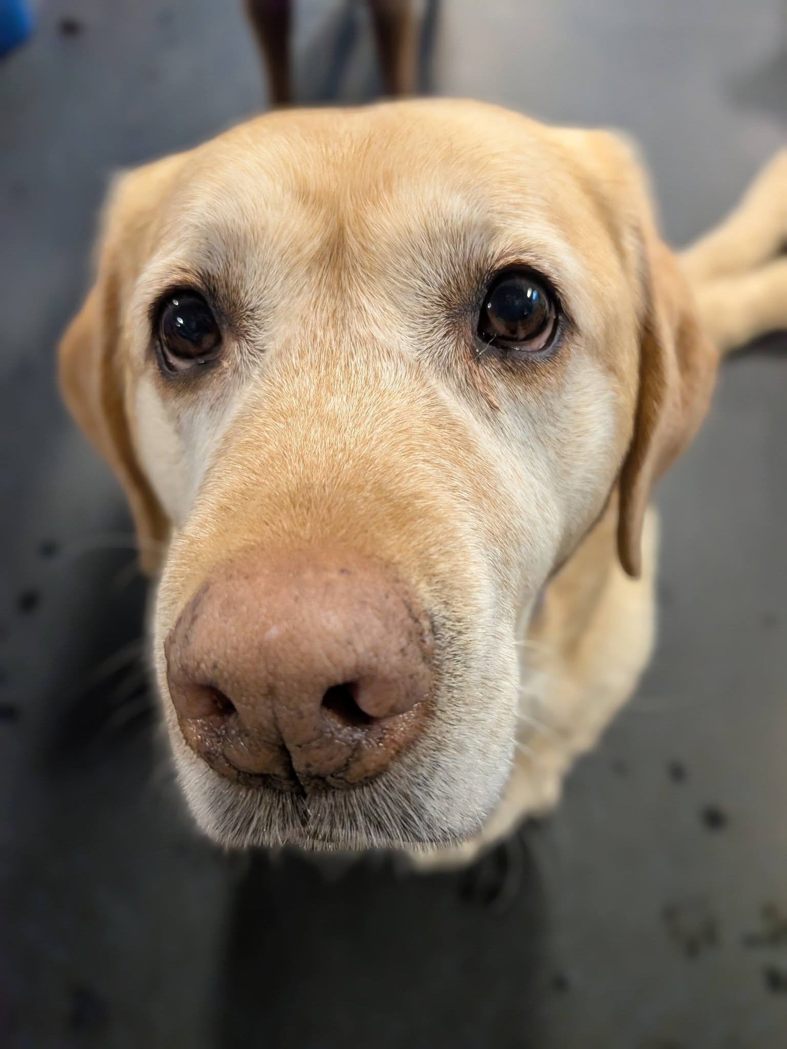 Sublime Cat N' Canine Ltd. Edmonton