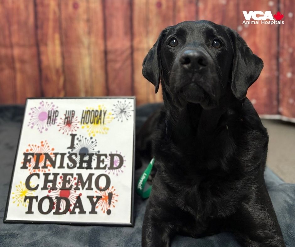 VCA Canada Calgary Trail Animal Hospital Edmonton