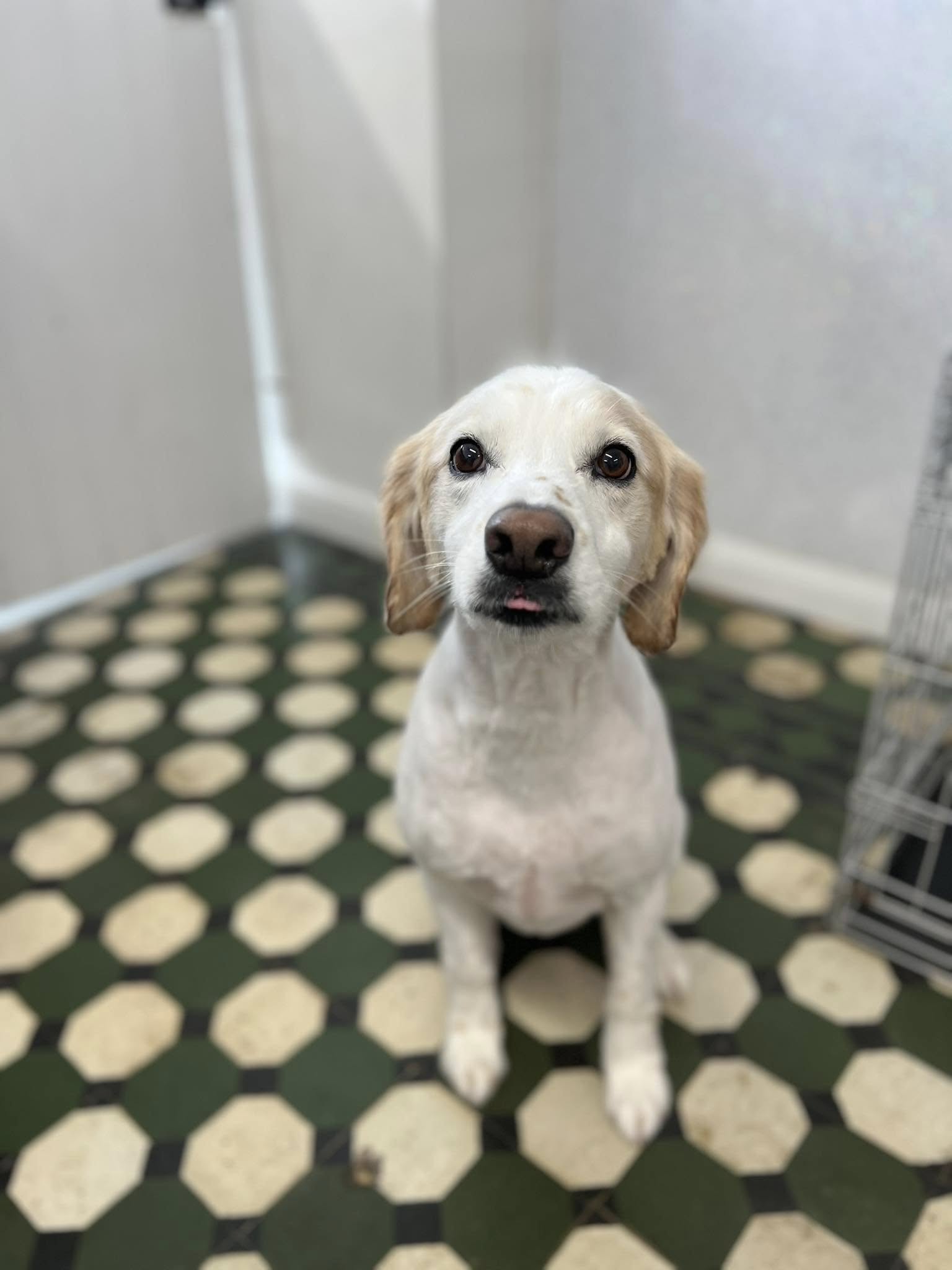 Puppylove Dog Grooming Edmonton