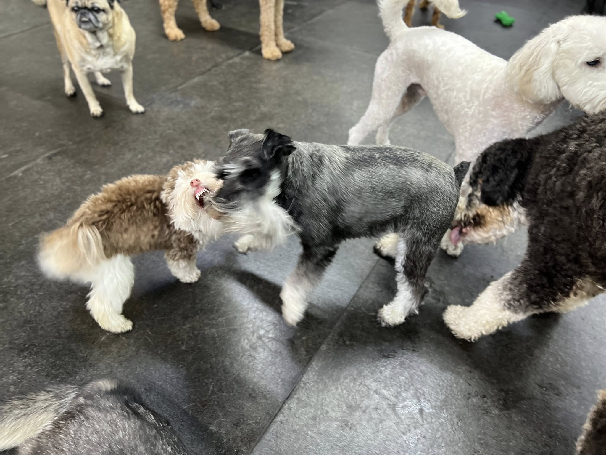 It's A Dogs Life Ltd. Edmonton