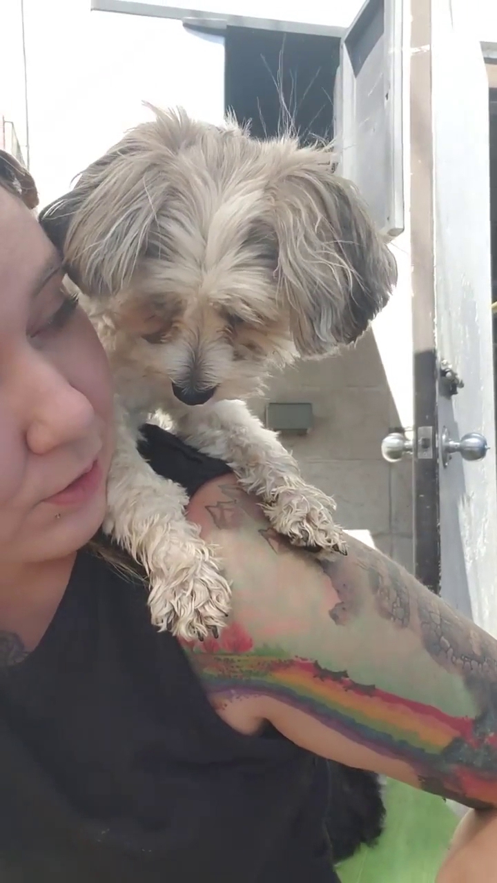 It's A Dogs Life Ltd. Edmonton