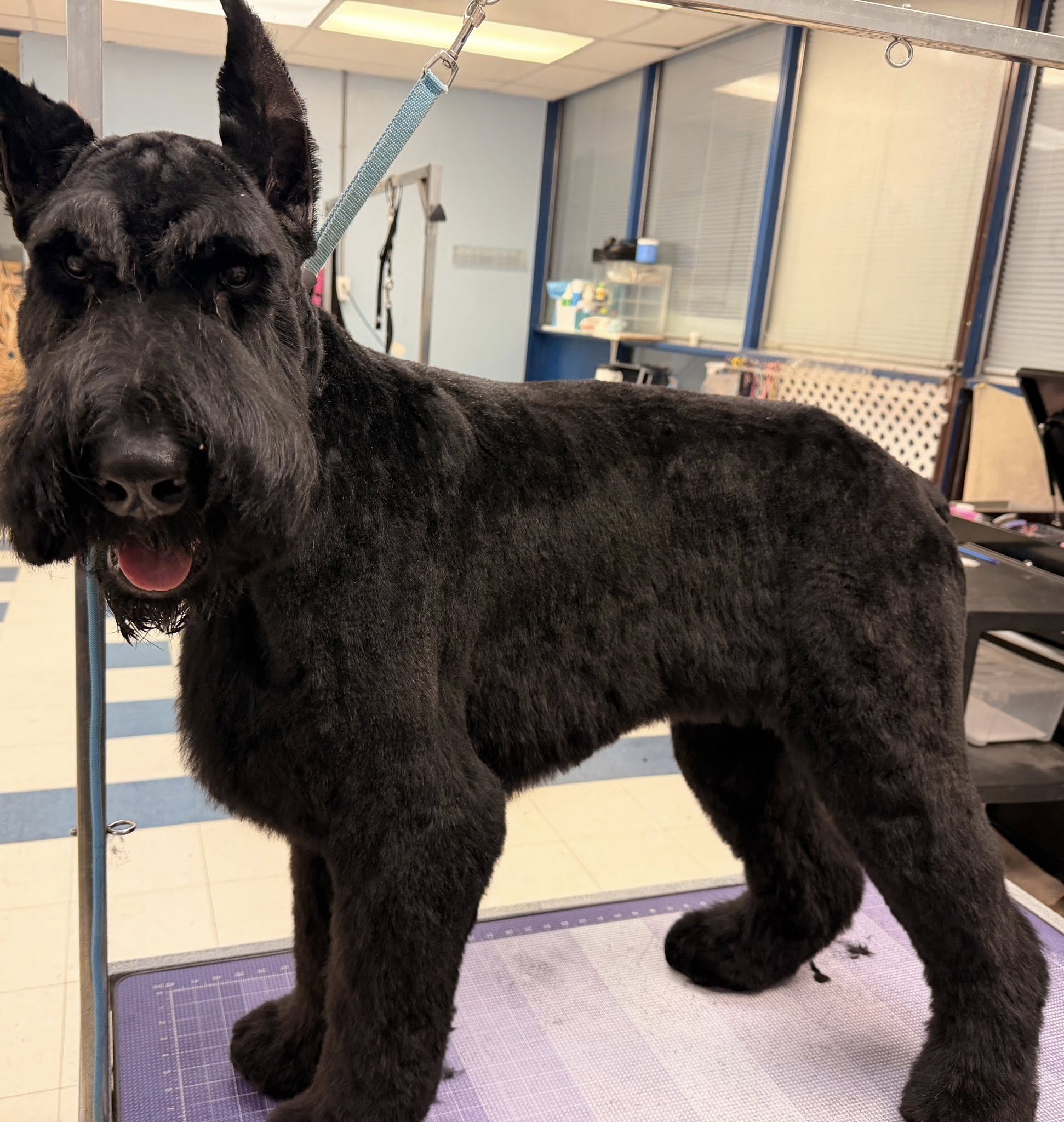 The Pampered Puppy Edmonton