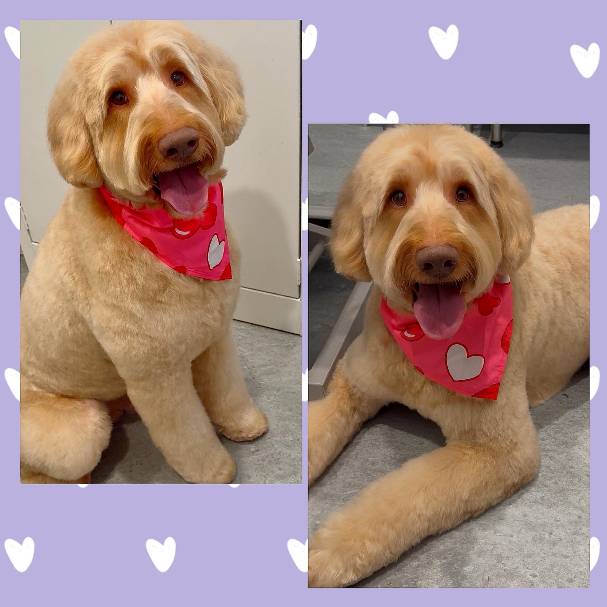 Paws at Play Dog Daycare Edmonton