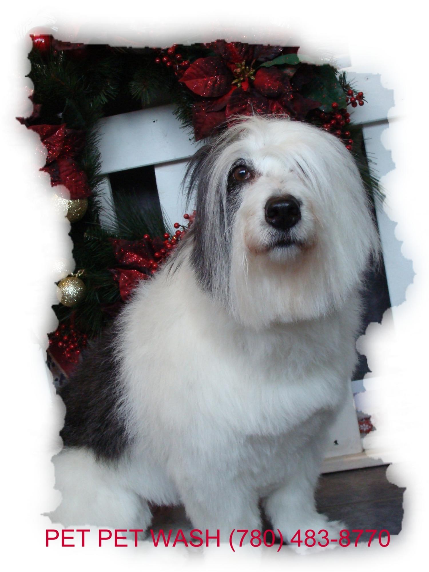 Pet Pet Wash Professional Dog Grooming Ltd Edmonton