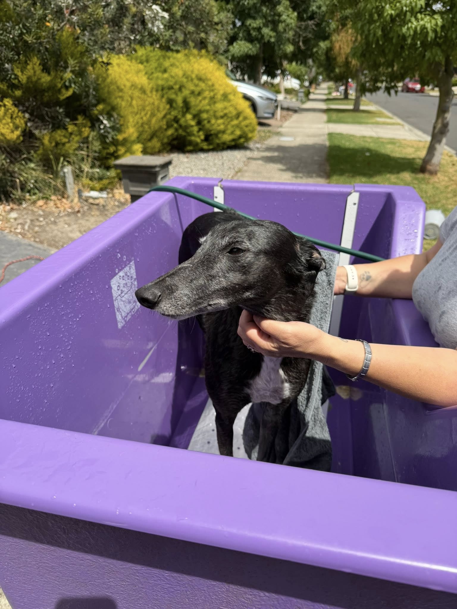 Cuddles and Bubbles Grooming Edmonton