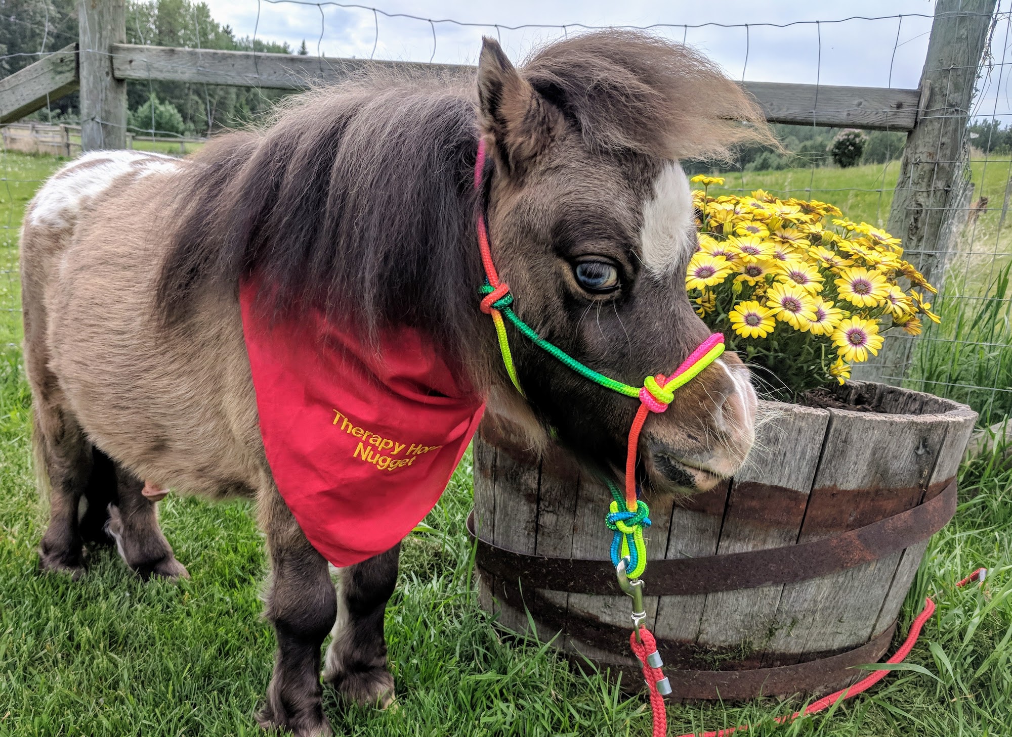 Diamond in the Ruff Inc. Edmonton