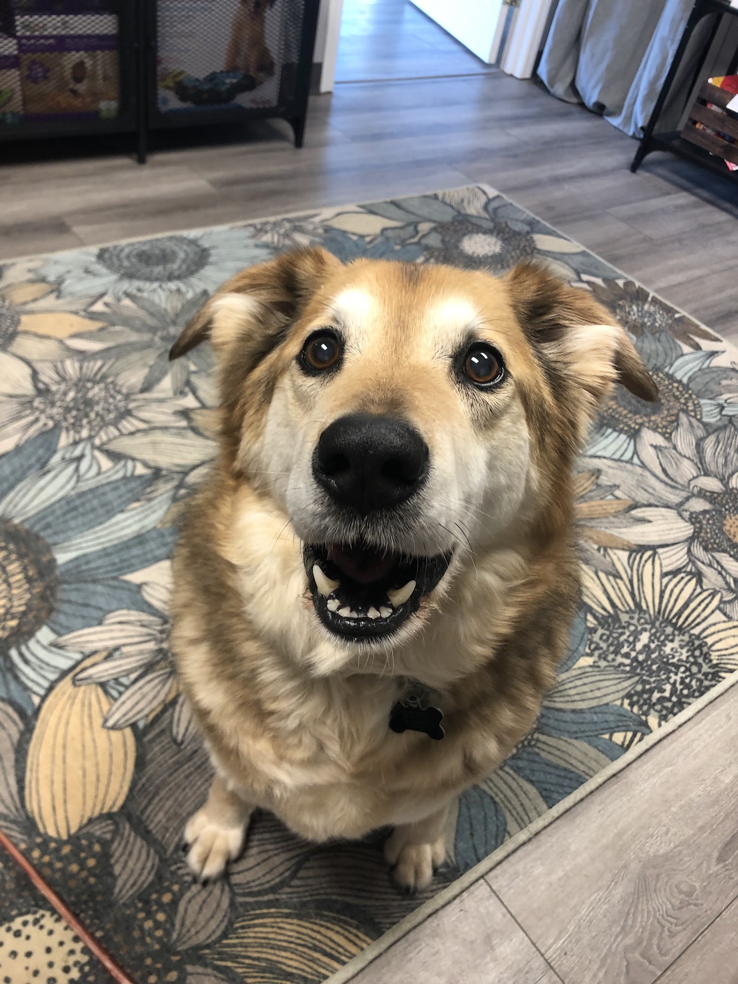 Naughty Boyz Dog Training Inc. Edmonton