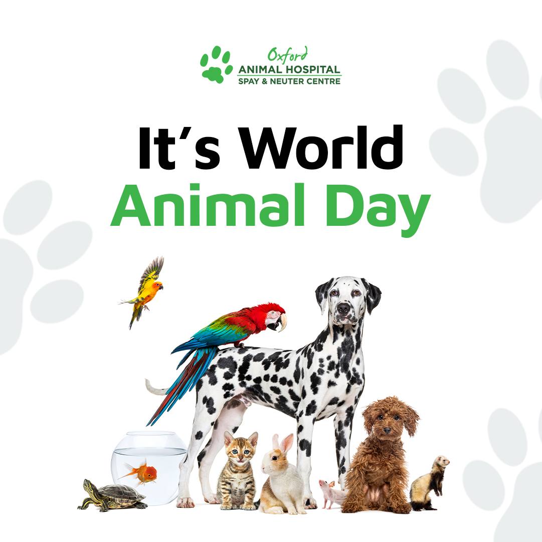 Oxford Animal Hospital Edmonton