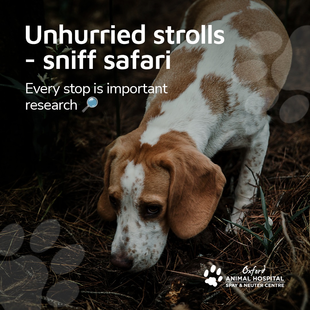 Oxford Animal Hospital Edmonton