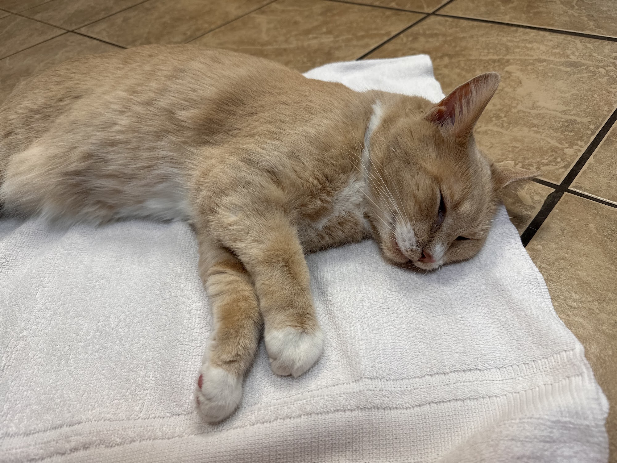 Hermitage Veterinary Hospital Edmonton