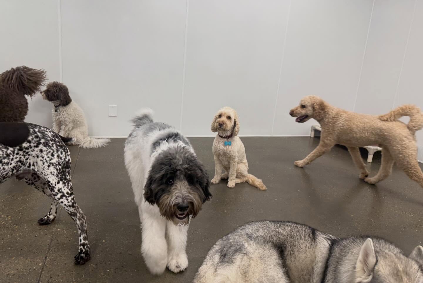 Creekside Pet Boarding & Daycare Edmonton