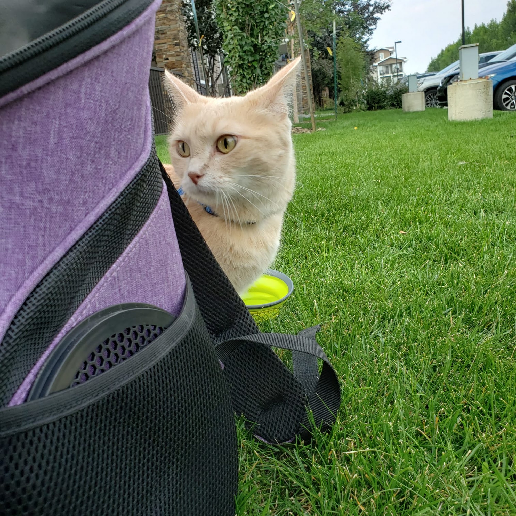 Bone & Biscuit Magrath Edmonton