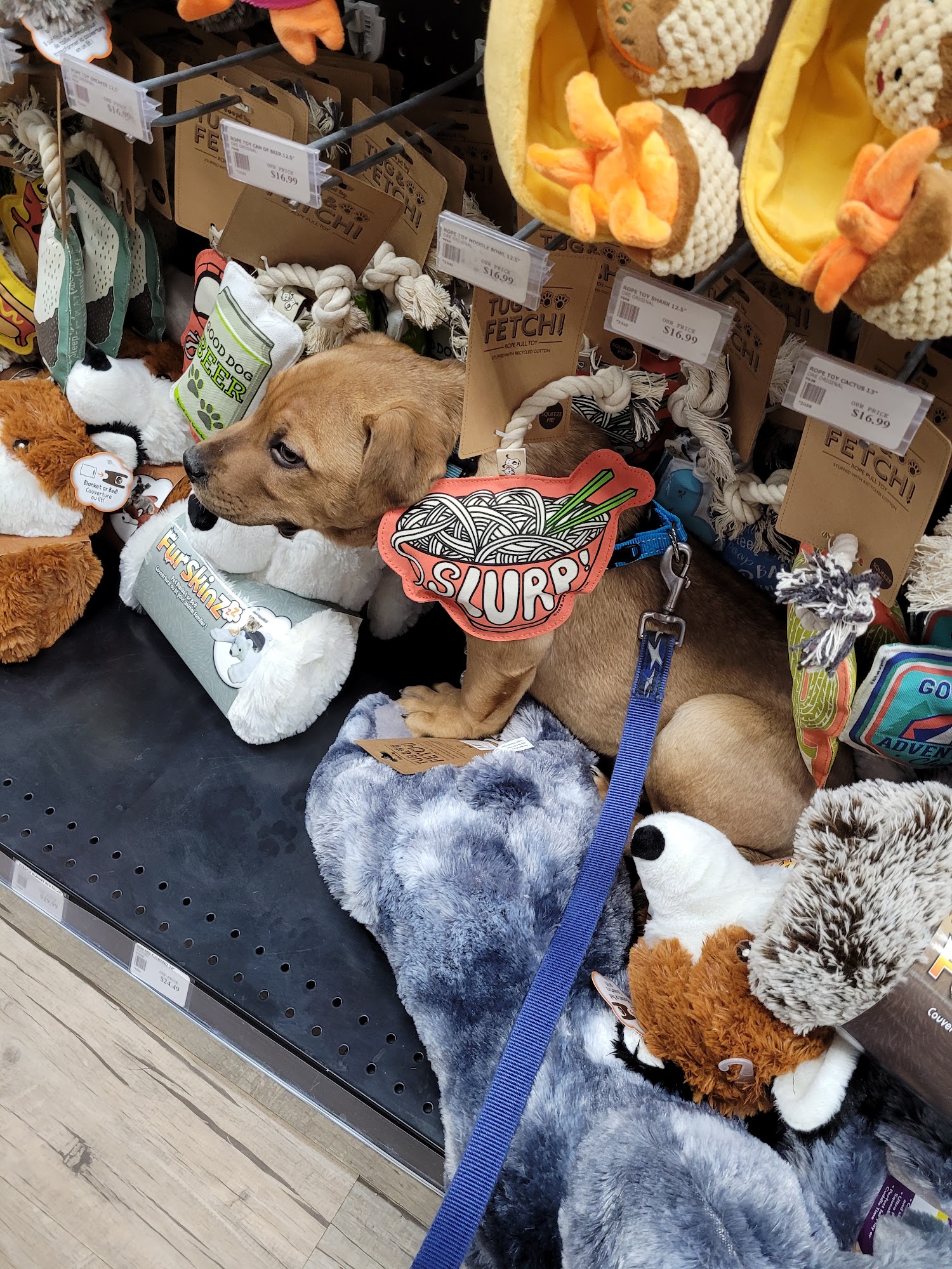 Homes Alive Pets Edmonton