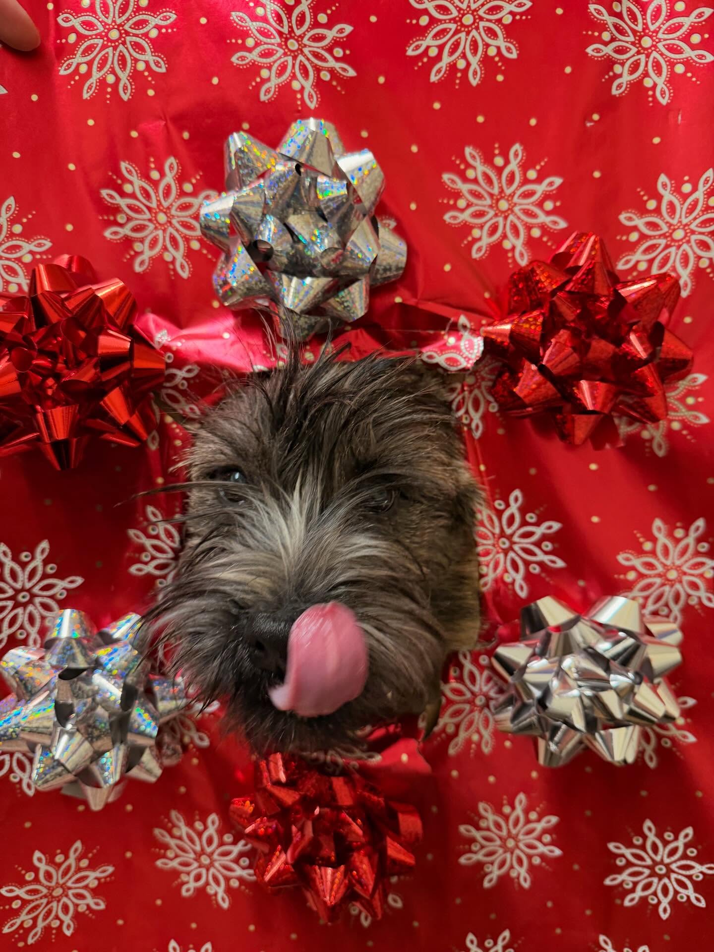 Crestwood Veterinary Centre Edmonton