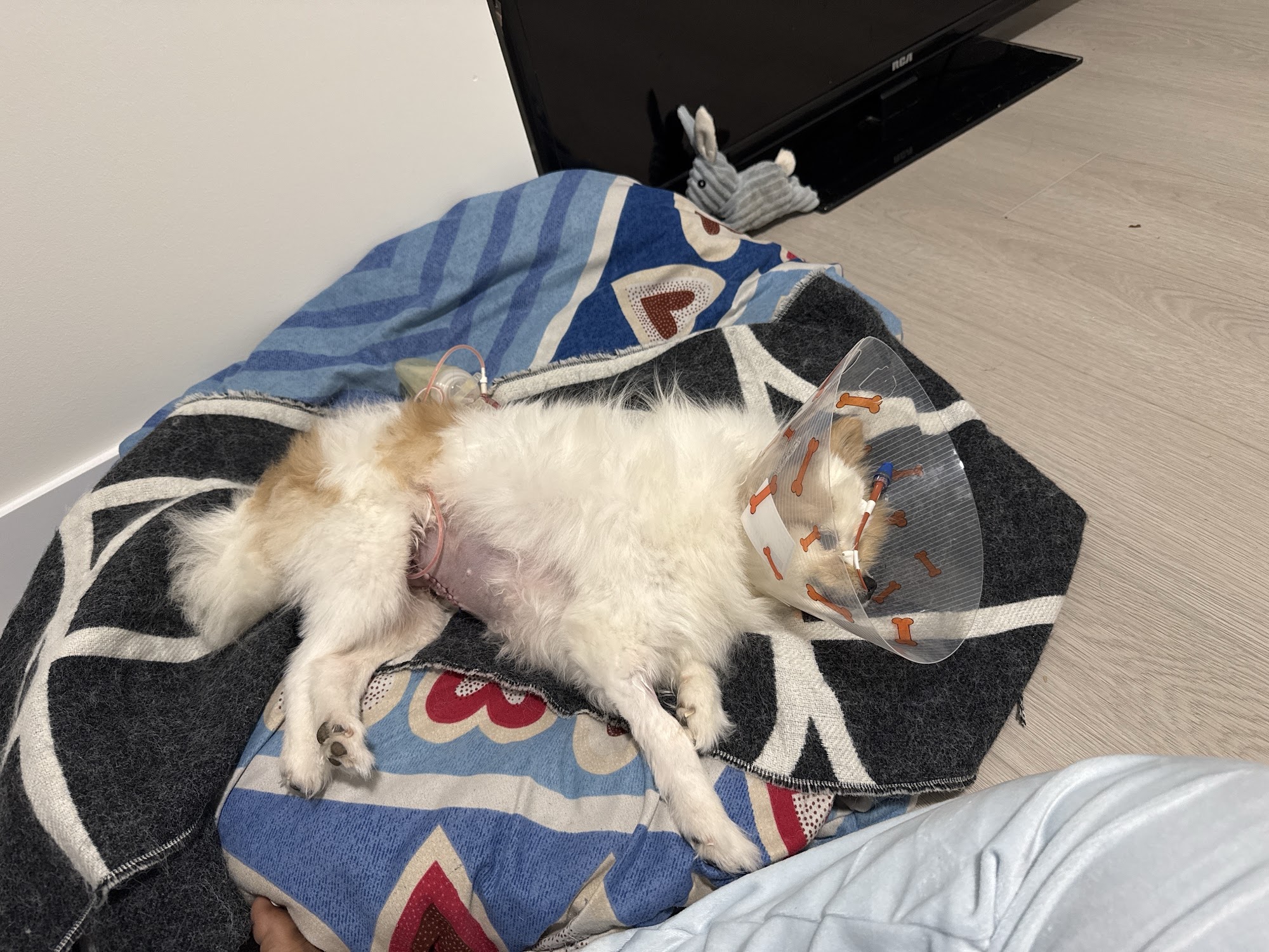 Edmonton South Animal Hospital Edmonton