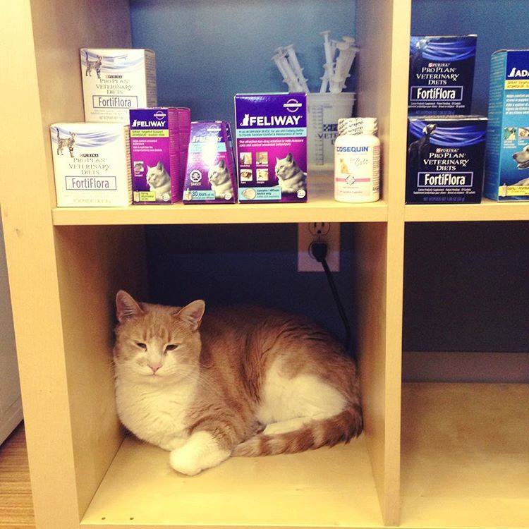 Mill Creek Animal Hospital Edmonton