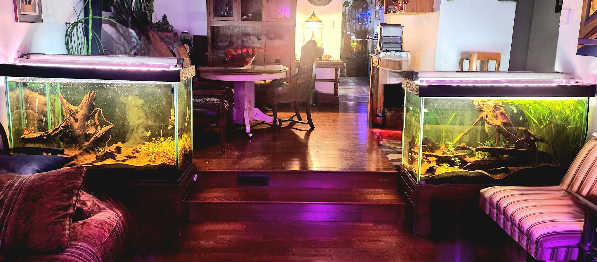 The Planted Tank Edmonton