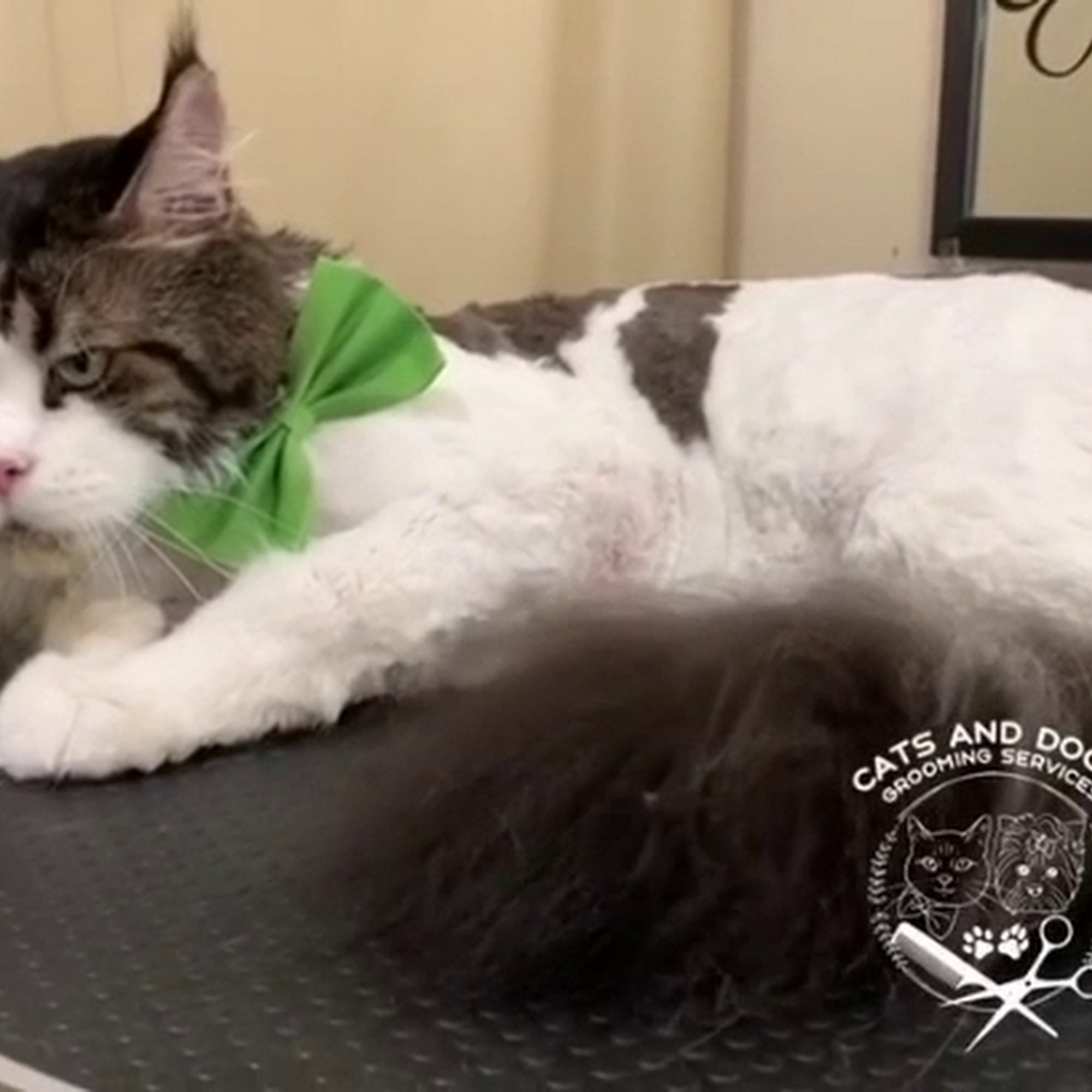 Cats & Dogs grooming services Edmonton