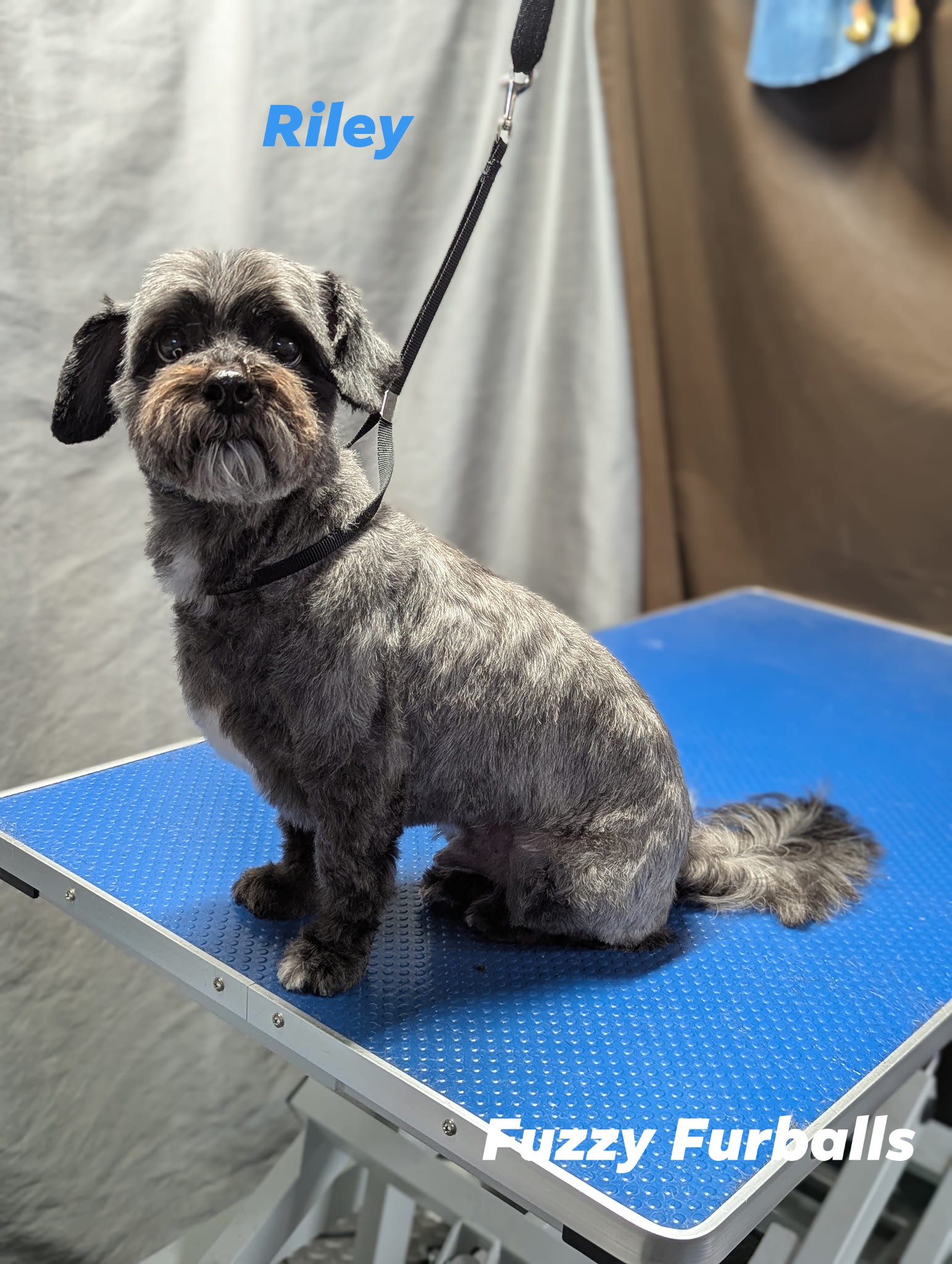 Fuzzy Furballs Grooming Edmonton