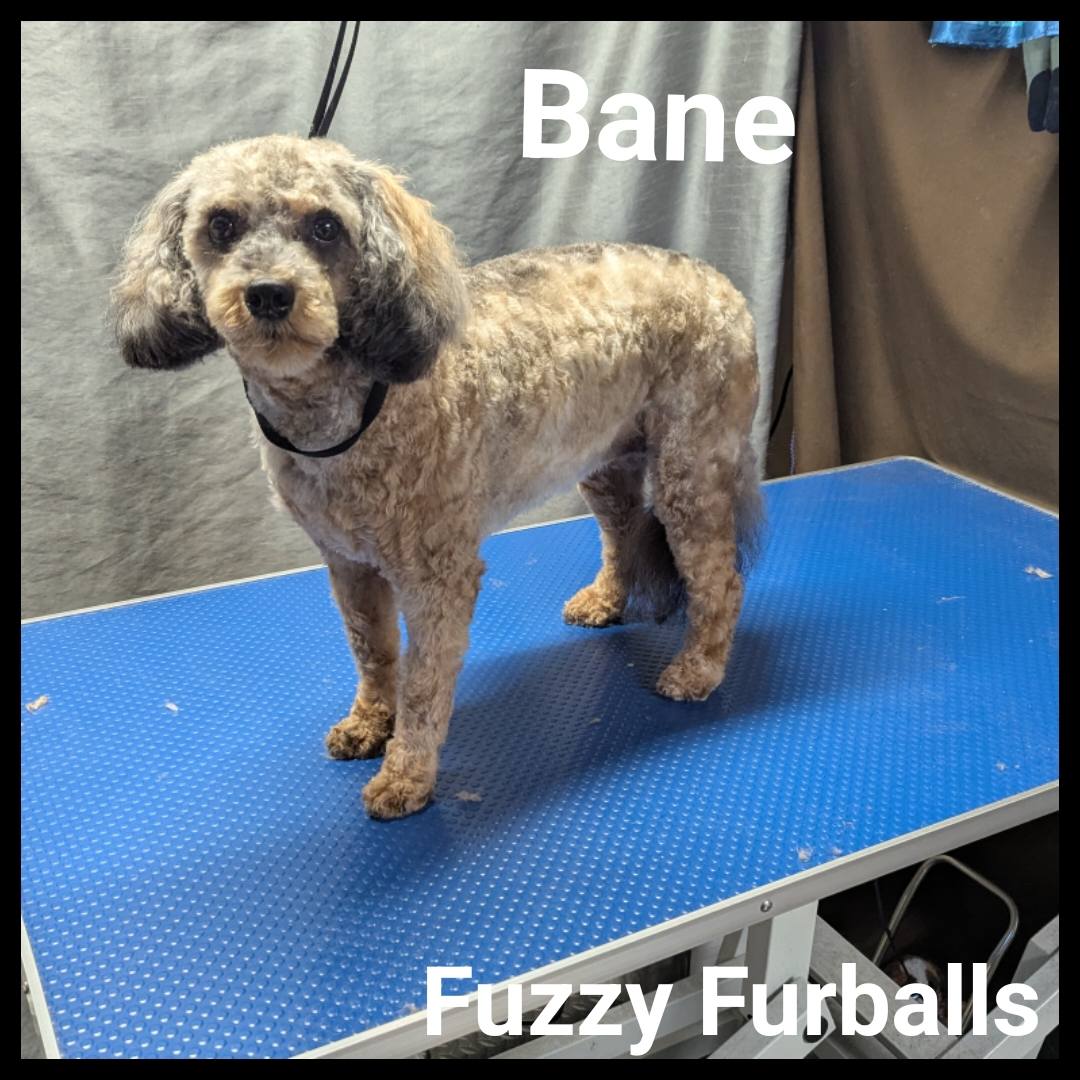 Fuzzy Furballs Grooming Edmonton