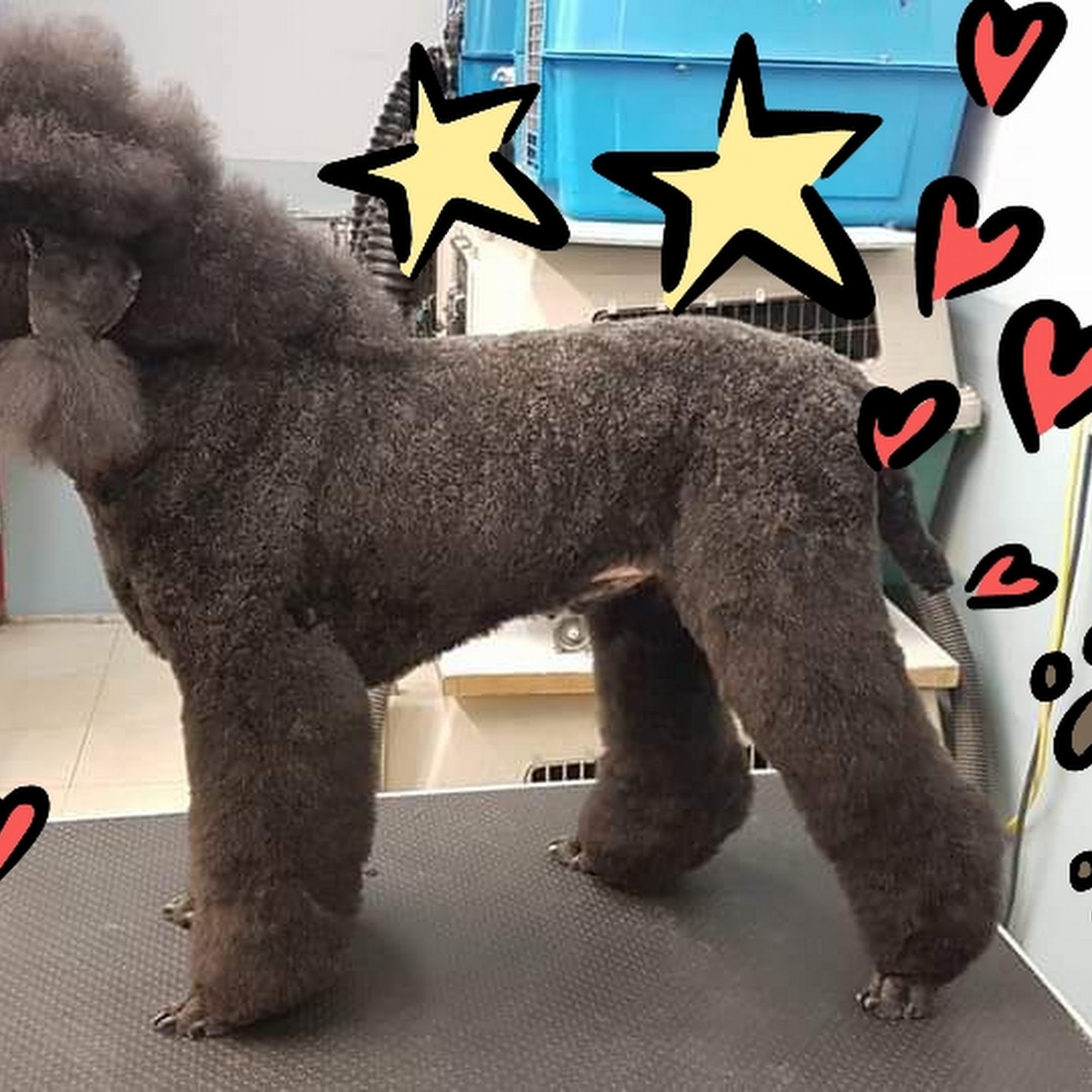 Hannahs Dog Grooming Edmonton