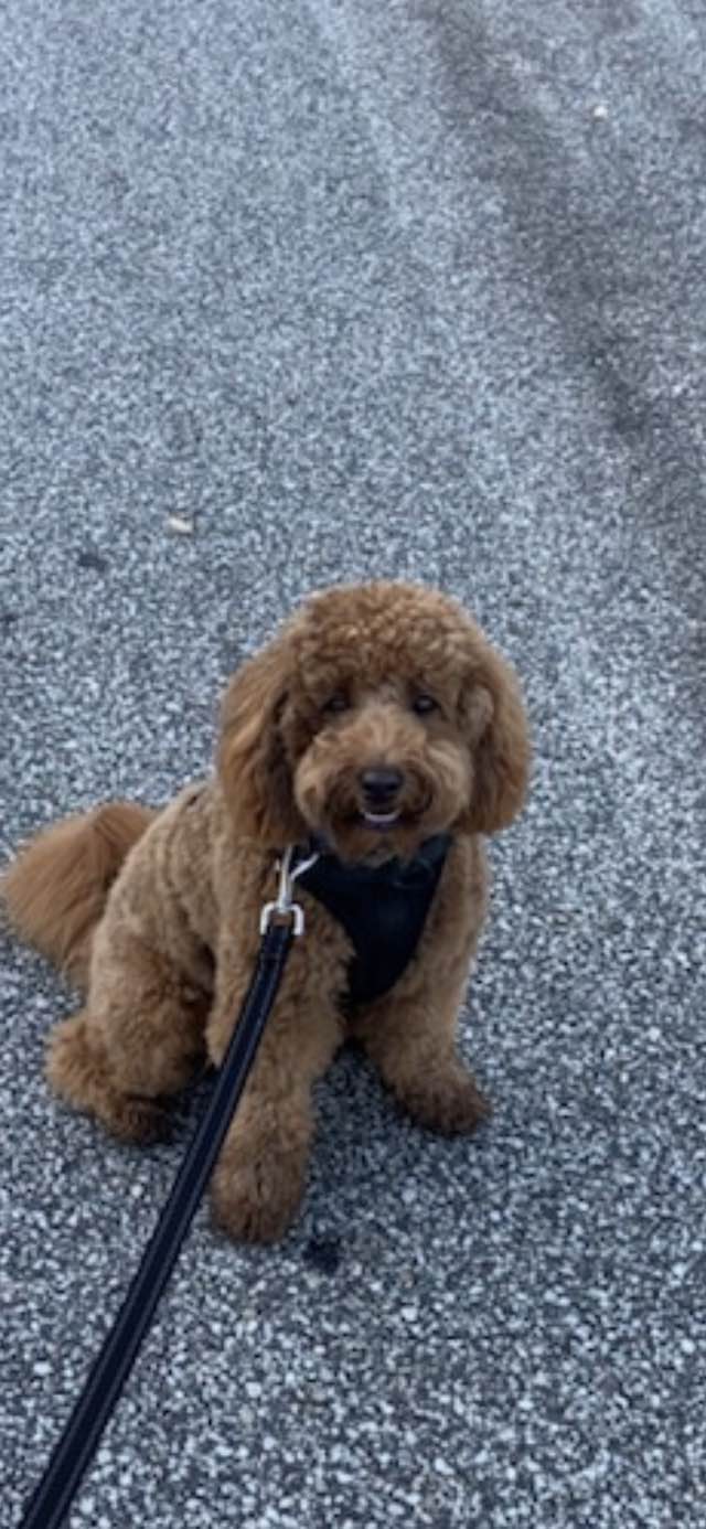 Morrell Plumbing and Heating Ltd.