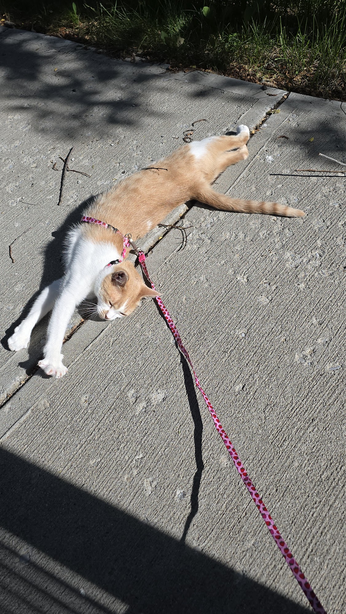 Wags Pet Salon High River