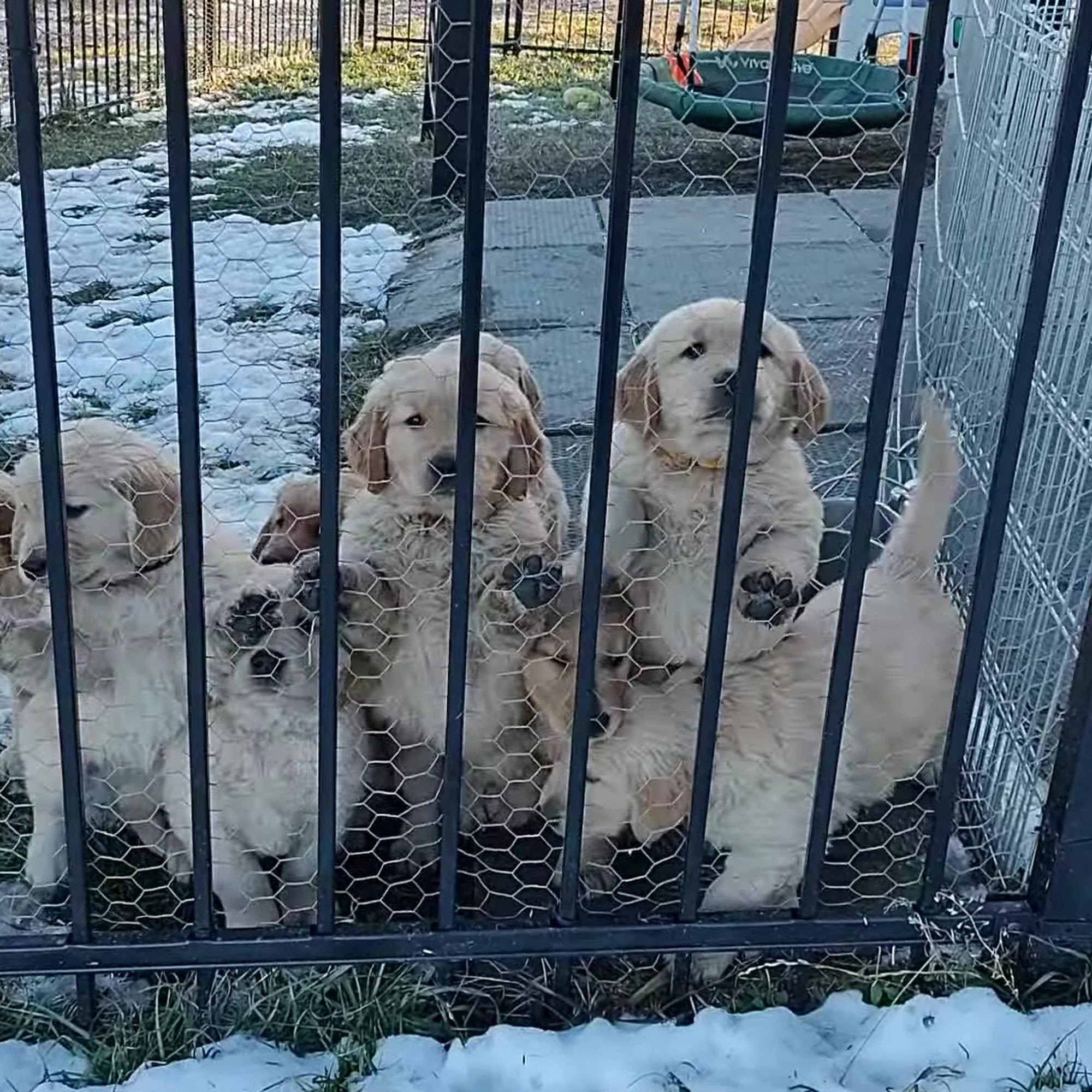 Idafab Kennel - A Dog Resort & Sports Camp & Golden Retriever Breeder High River