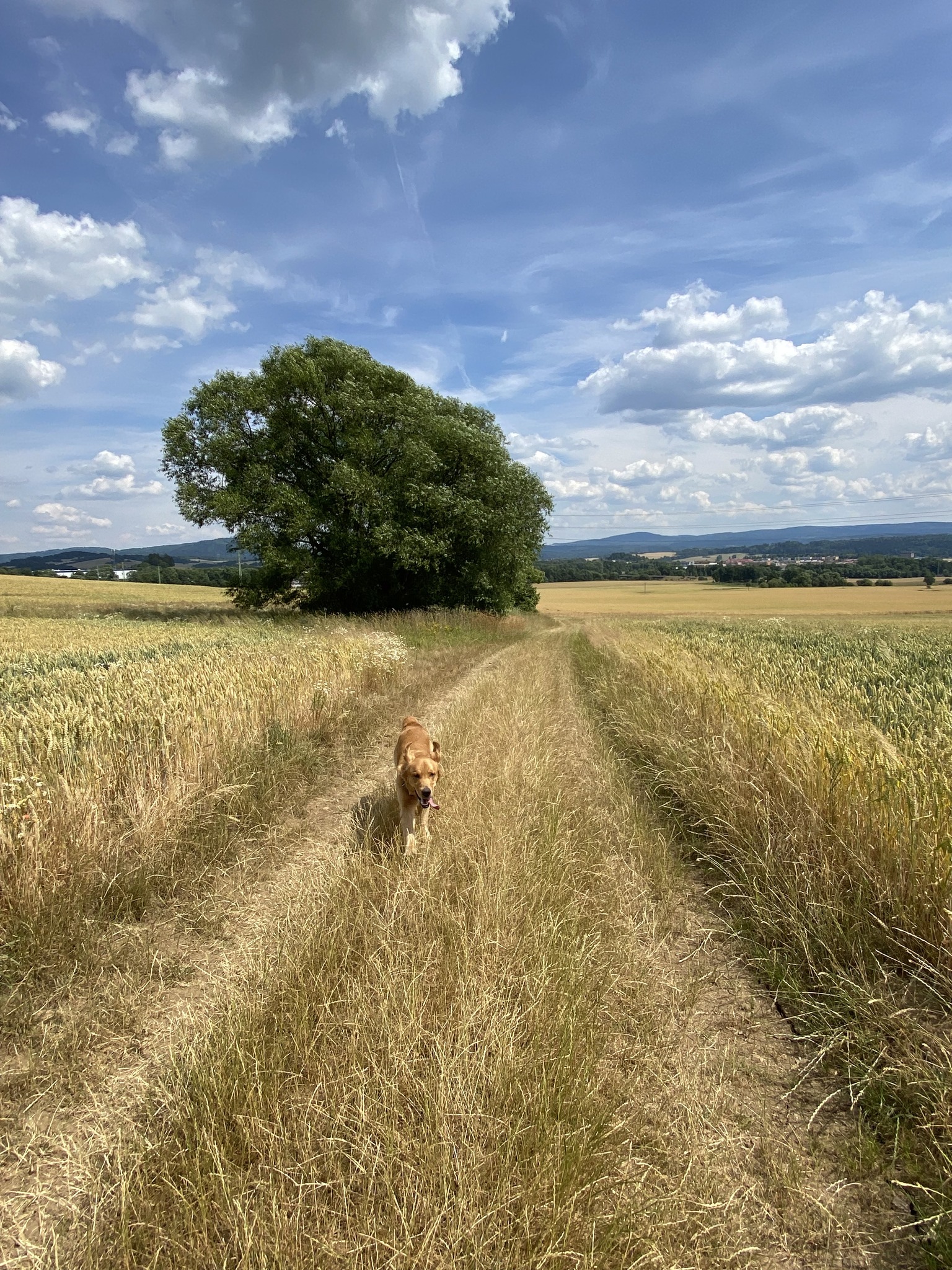 Idafab Kennel - A Dog Resort & Sports Camp & Golden Retriever Breeder High River