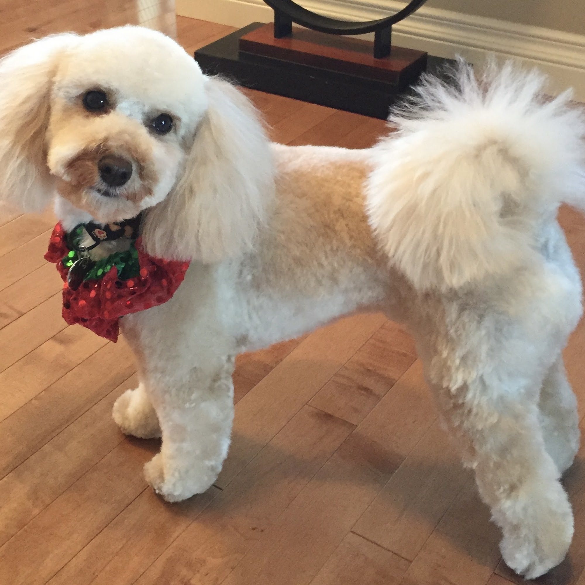 Dog Grooming by Tracy High River