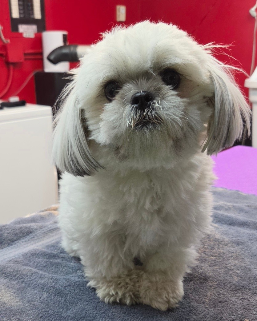 Dog Grooming by Tracy
