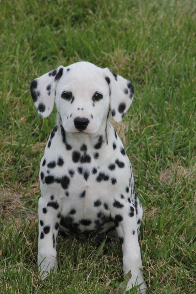 All About Dogs Innisfail