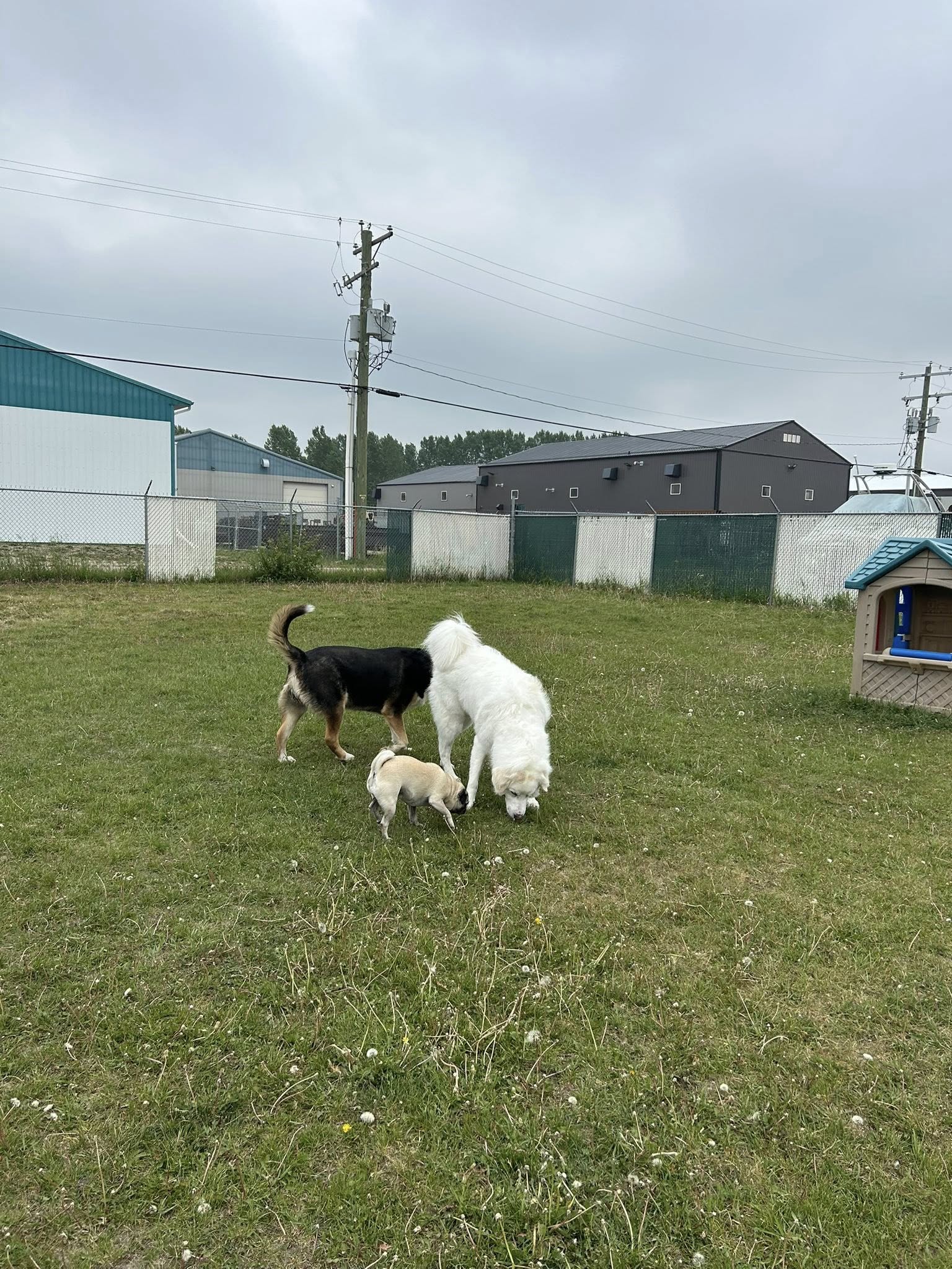 Innisfail Boarding Kennels Innisfail