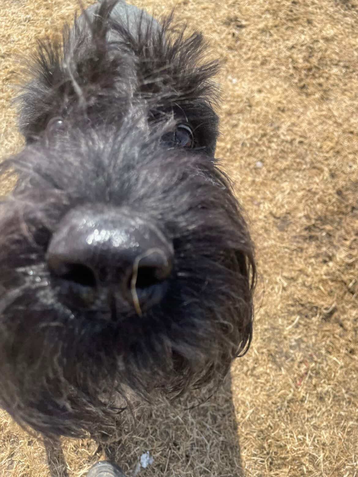 Country Kennels Bed & Biscuit Leduc