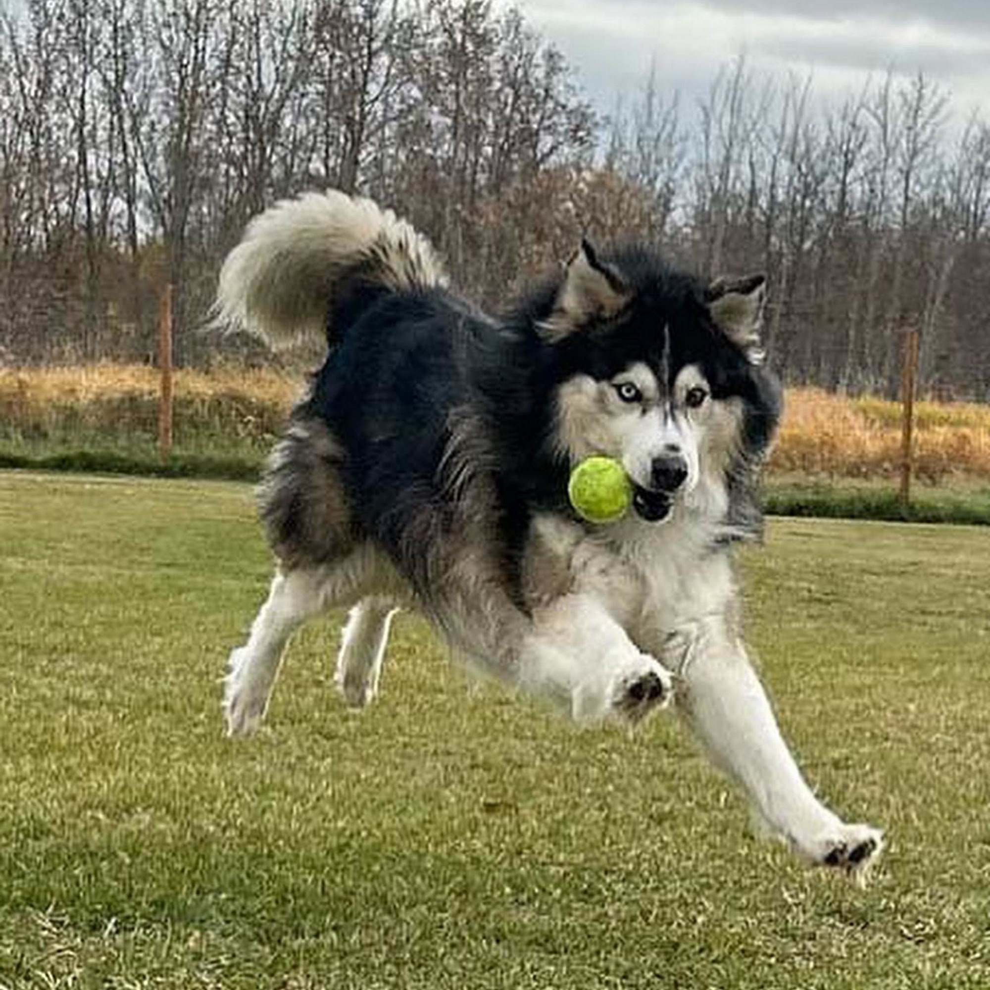 Country Kennels Bed & Biscuit Leduc
