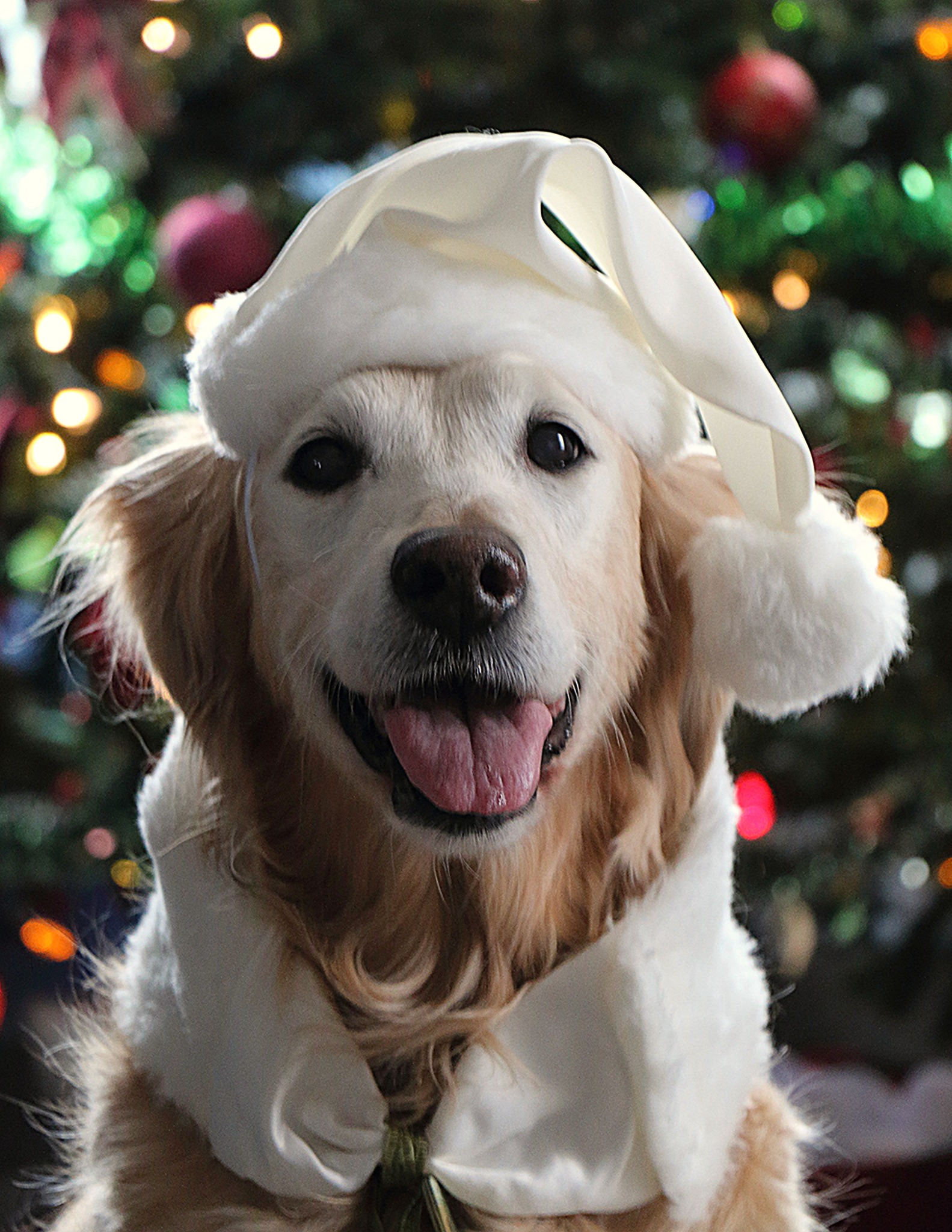 Puppy Love Grooming Salon Lethbridge