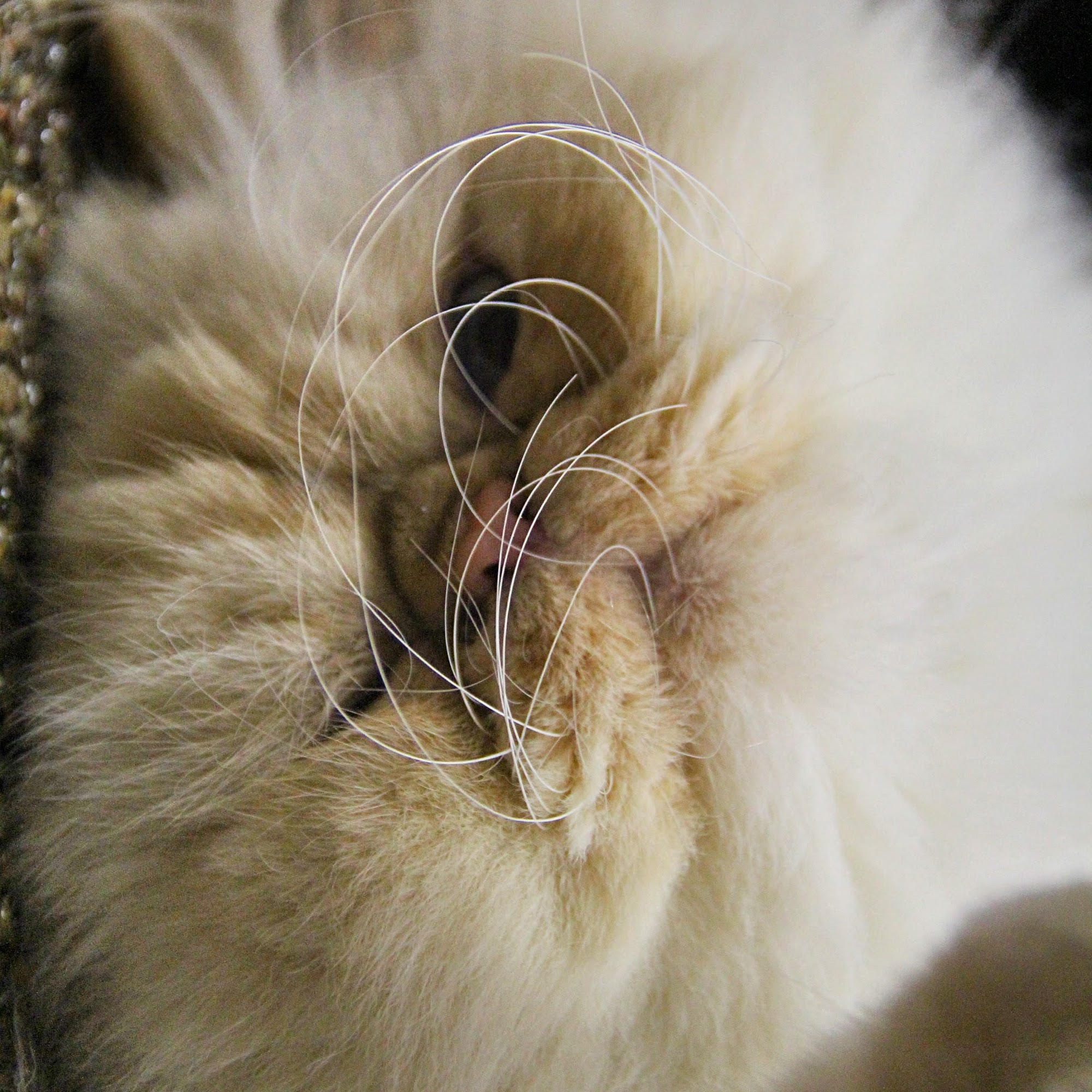 Homes Alive Pets Lethbridge